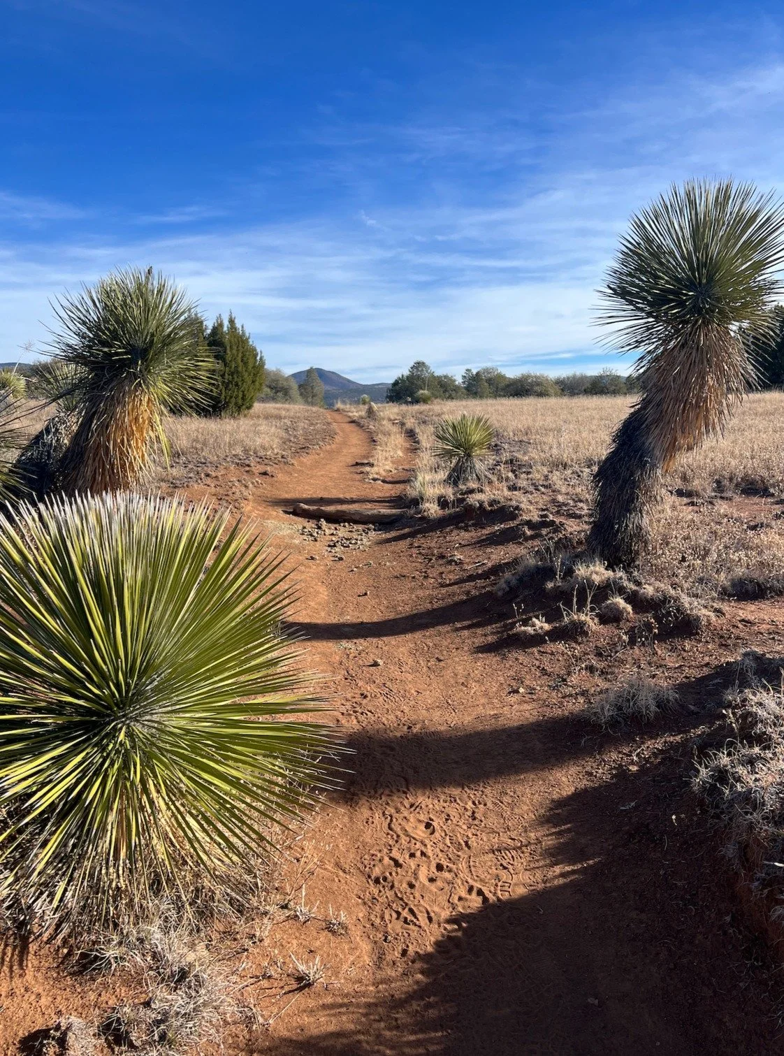 I love New Mexico: it is spacious and quiet, and unhurried. The Victorian architecture is simple, and well preserved. A tonic for my busy body New England soul! Happy Holidays!