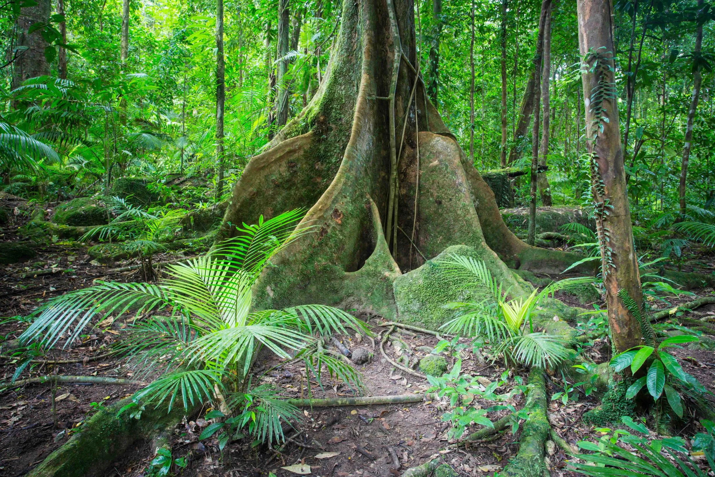 Massive buttress roots of an ancient rainforest tree in the Daintree, Queensland — one of the world's oldest tropical rainforests and a biology and ecology highlight on Libertas Travel's Cairns high school excursions