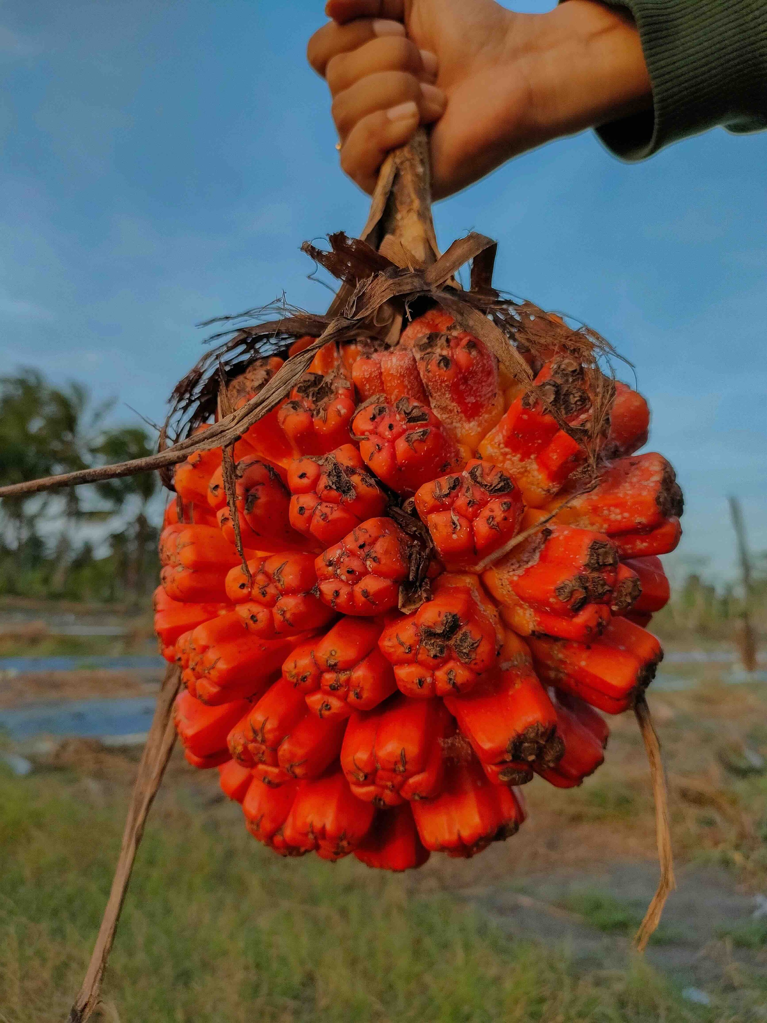 A cluster of vivid orange pandanus fruit held up against a tropical sky in Far North Queensland — a hands-on encounter with rainforest biodiversity on Libertas Travel's Cairns high school excursions.