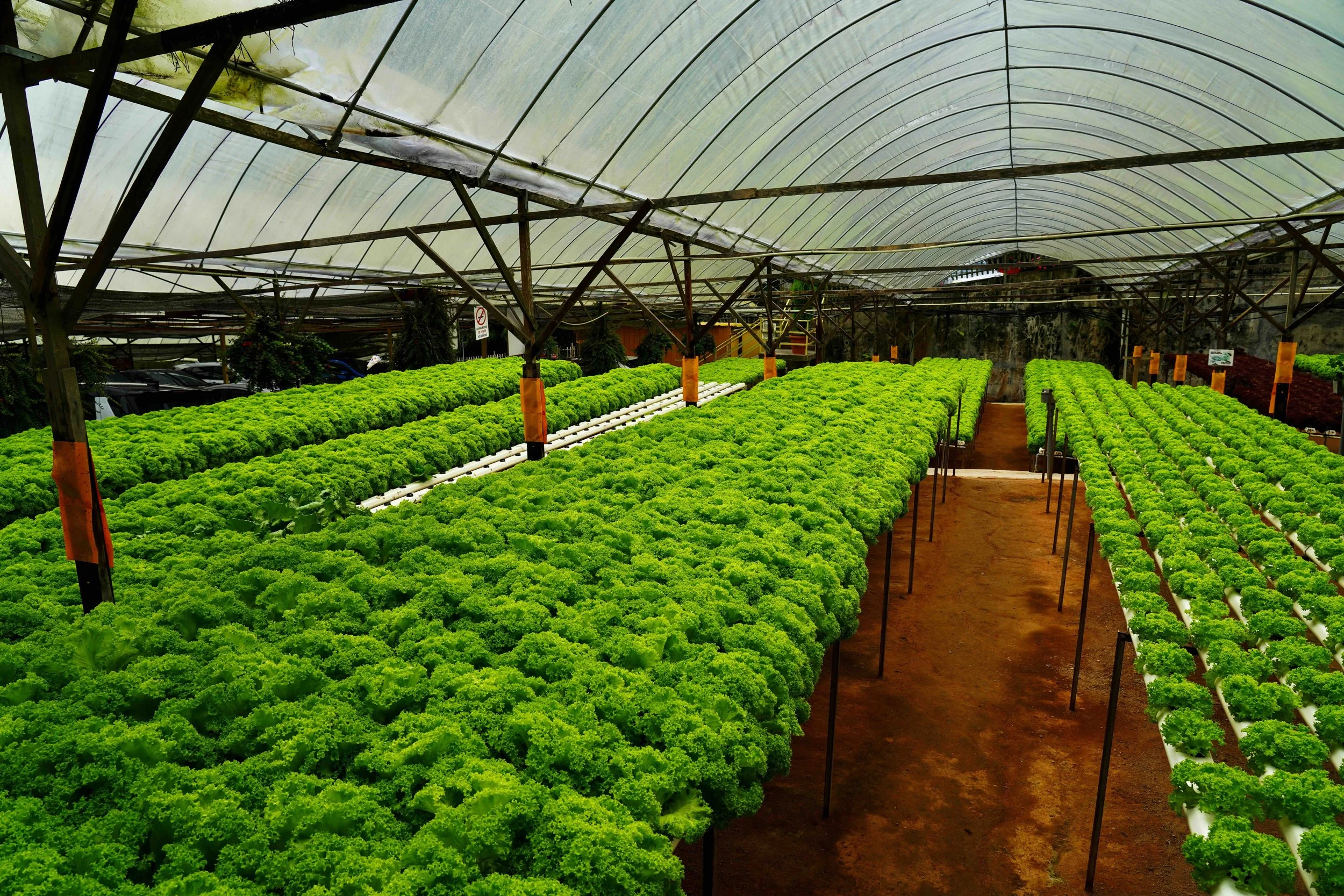 Rows of hydroponically-grown lettuce at Kok Fah Technology Farm demonstrate Singapore's hi-tech approach to food sustainability.