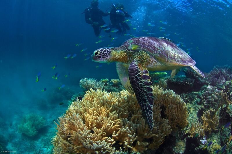 Fitzroy scuba diving explore local marine life turtles coral and fish