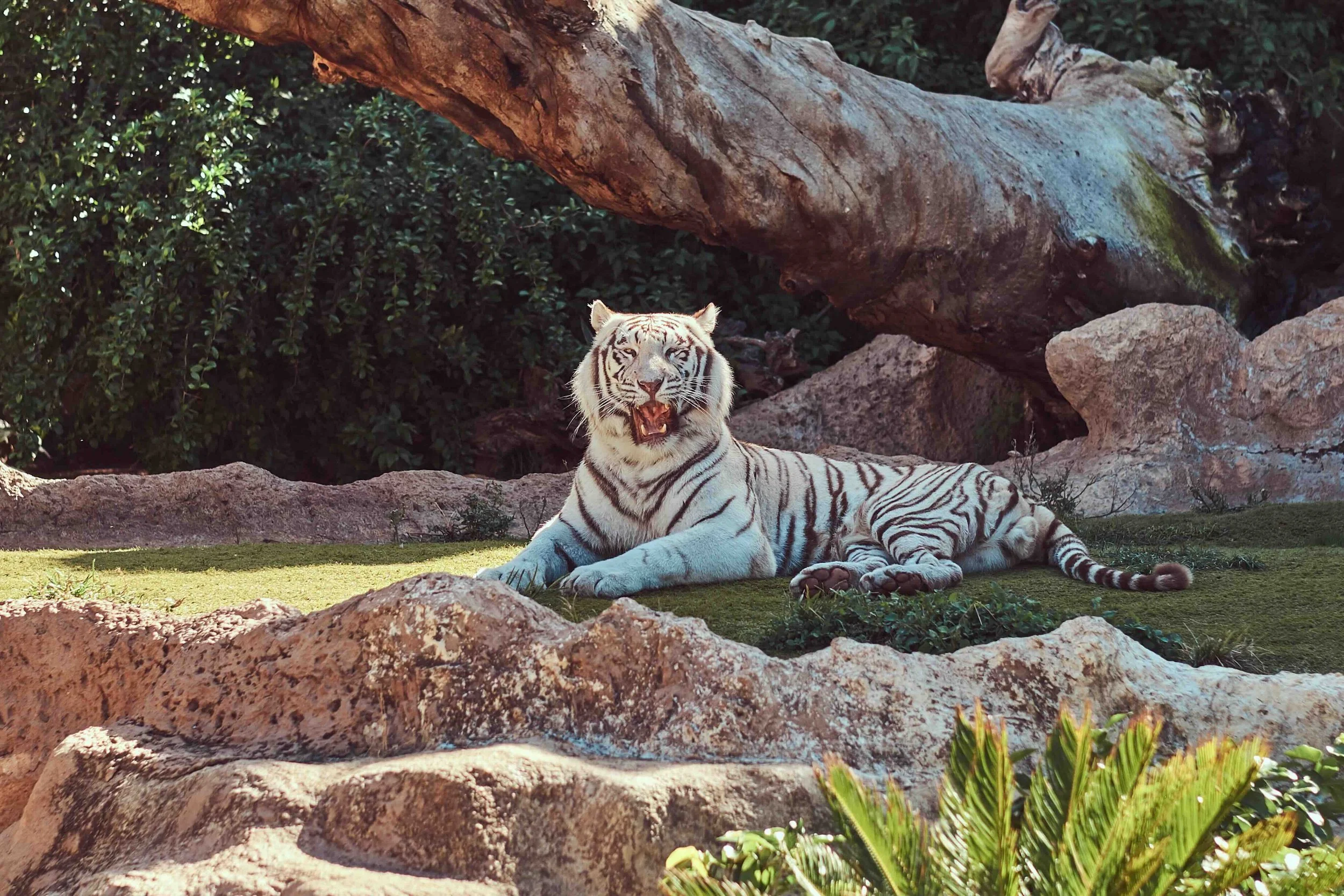 A white tiger at Singapore Zoo — an unforgettable encounter that anchors a full day exploring conservation and environmental sustainability.