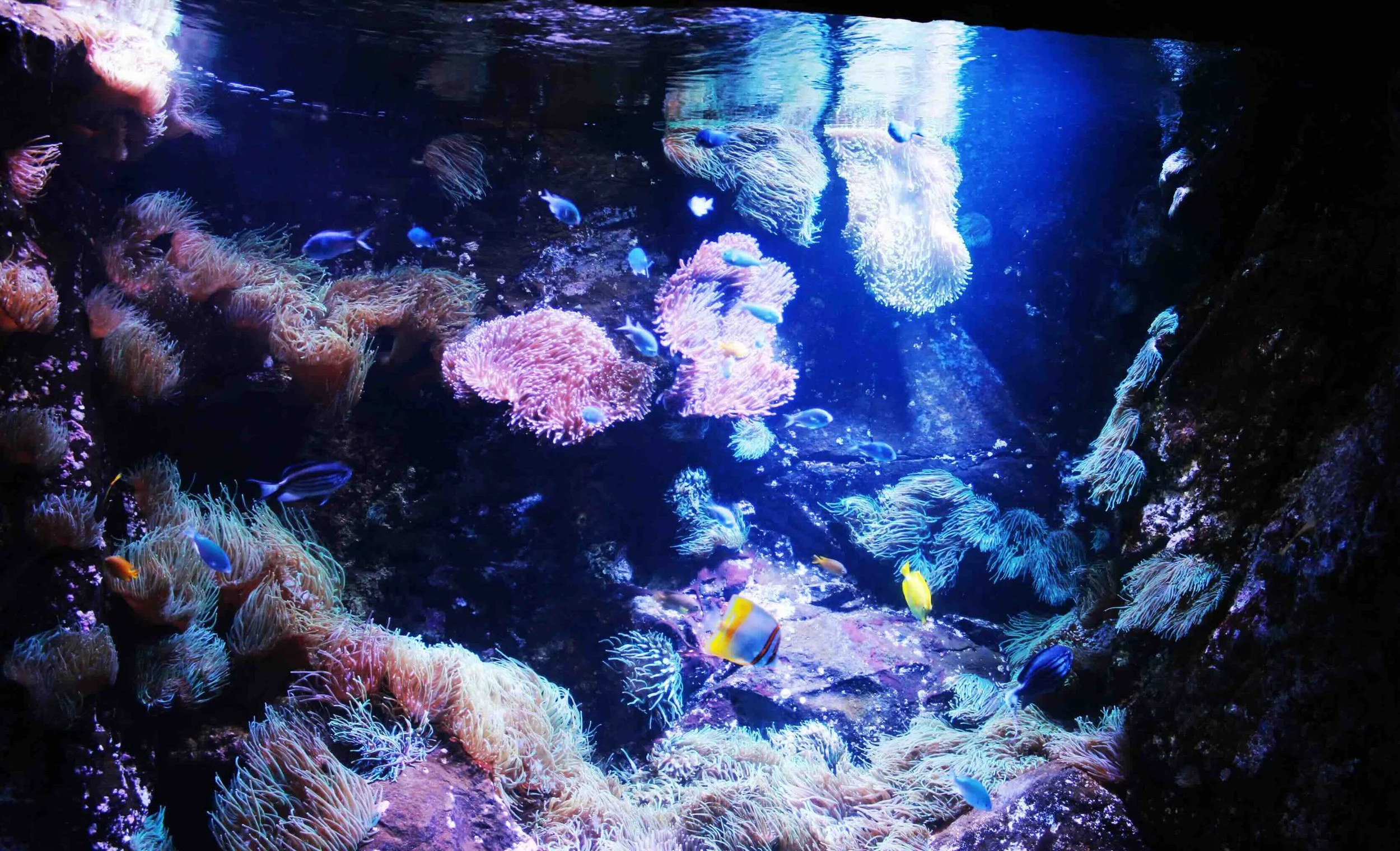 Vibrant coral reef display with tropical fish and sea anemones at SEA LIFE Sydney Aquarium, Darling Harbour — a marine science highlight on Libertas Travel's Sydney high school excursions.