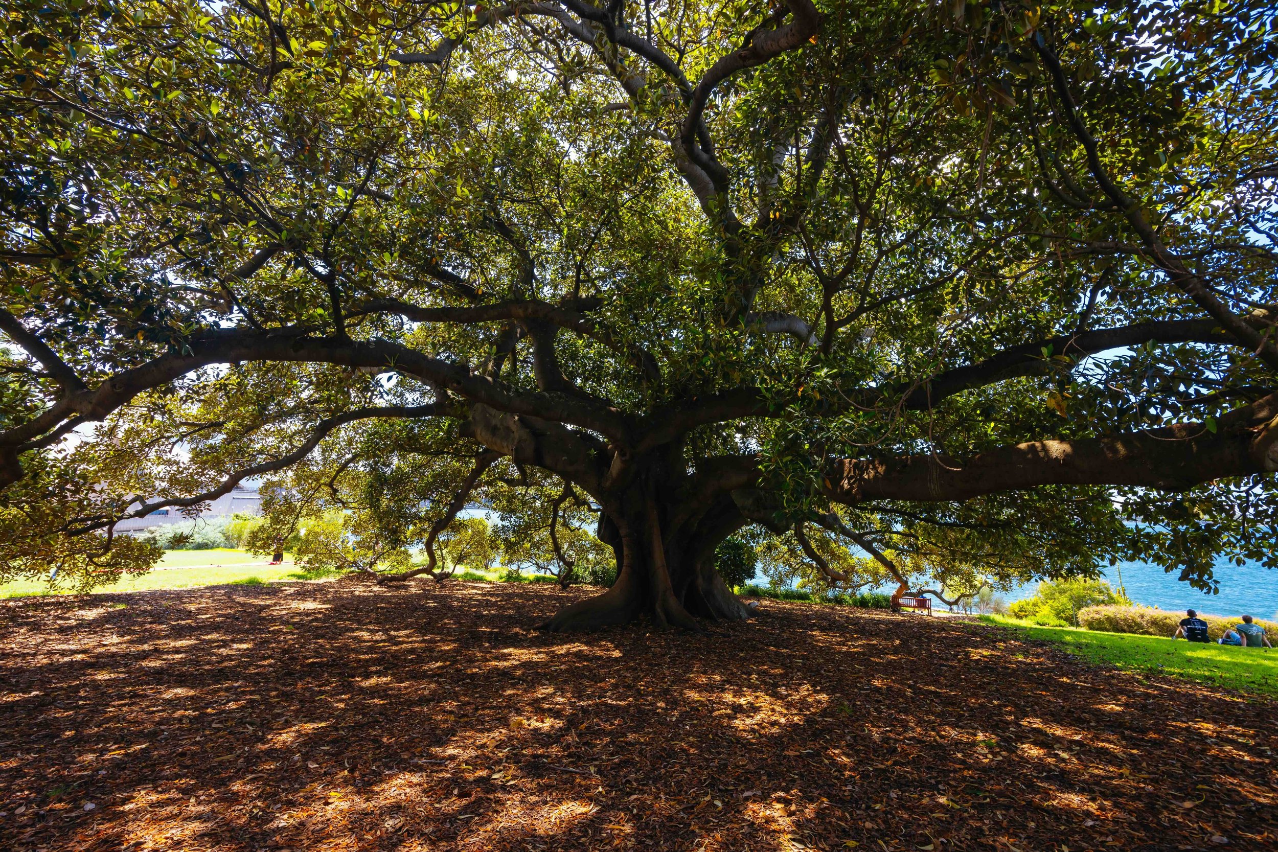 A magnificent Moreton Bay fig tree in the Royal Botanic Garden Sydney overlooking the harbour — a living classroom for biology and environmental science on Libertas Travel's Sydney school excursions.