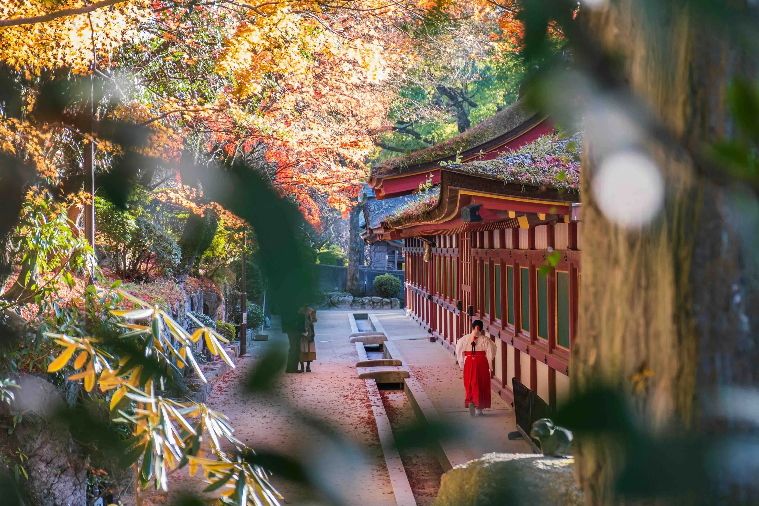 Dazaifu Tenmangu Shrine, Dazaifu, Fukuoka, Japan A miko shrine maiden in white robes and red hakama walks along the covered corridor of a Japanese Shinto shrine surrounded by vibrant autumn maple foliage