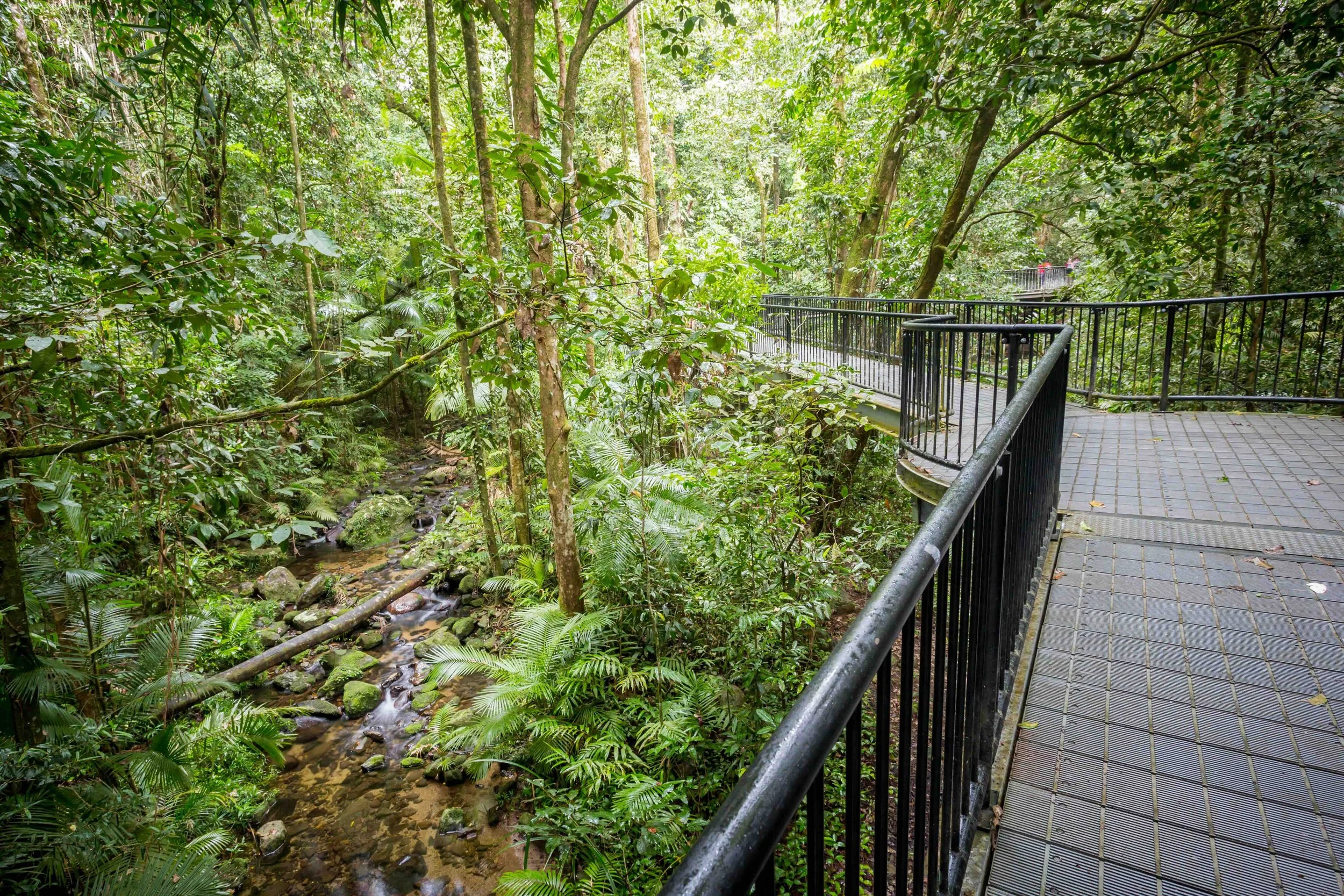 An elevated boardwalk winding through the ancient Daintree Rainforest alongside a rainforest creek, Queensland — a World Heritage environmental science experience on Libertas Travel's Cairns high school excursions.