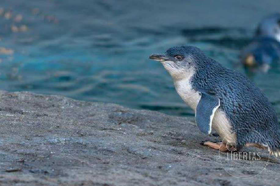 International antarctic centre study of wildlife penguin standing on a rock my the water