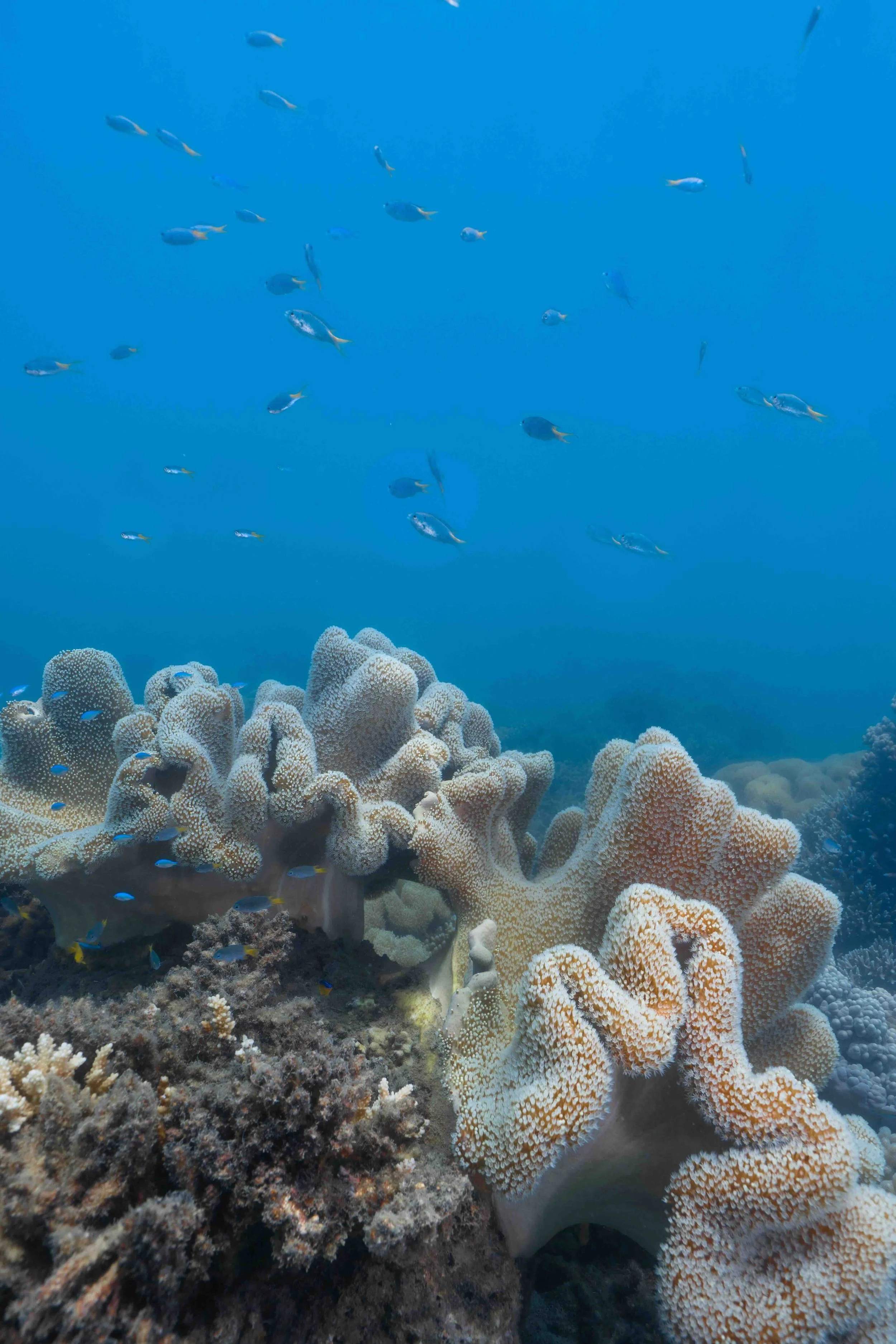 Soft coral formations and tropical fish on the Great Barrier Reef, Queensland — a UNESCO World Heritage marine science experience on Libertas Travel's Cairns curriculum-linked high school excursions.