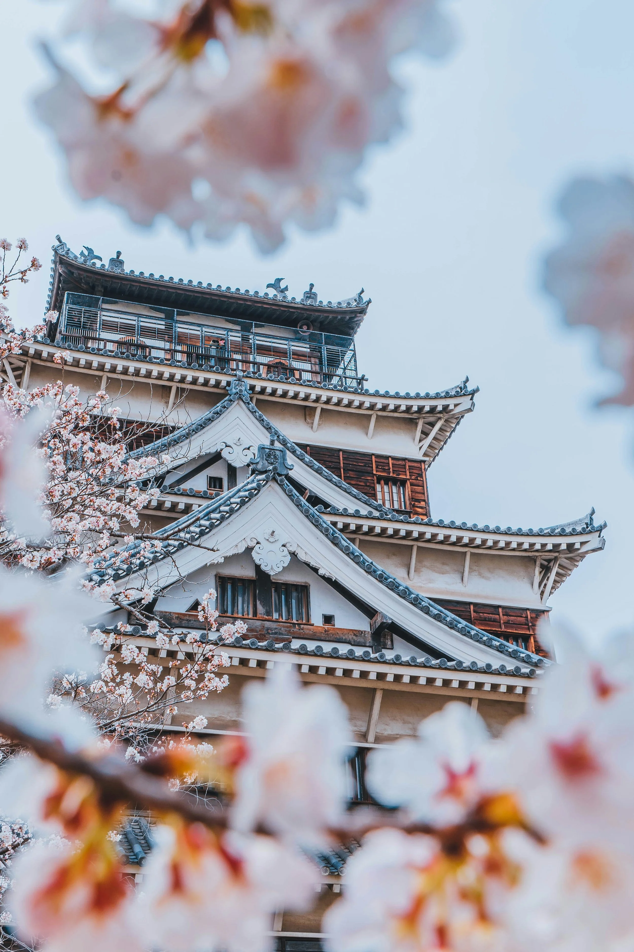 Hiroshima Castle keep (tenshu) viewed through soft-focus cherry blossom branches in full bloom against a pale blue sky