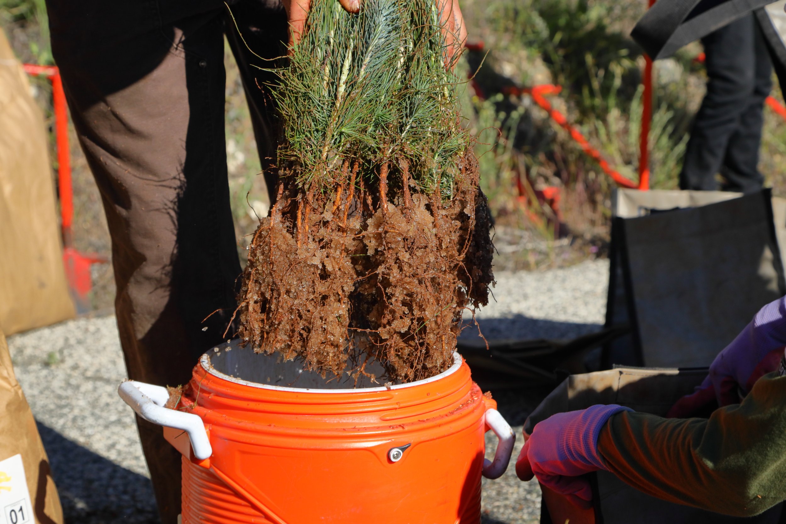 americorps_usfs_00274.JPG
