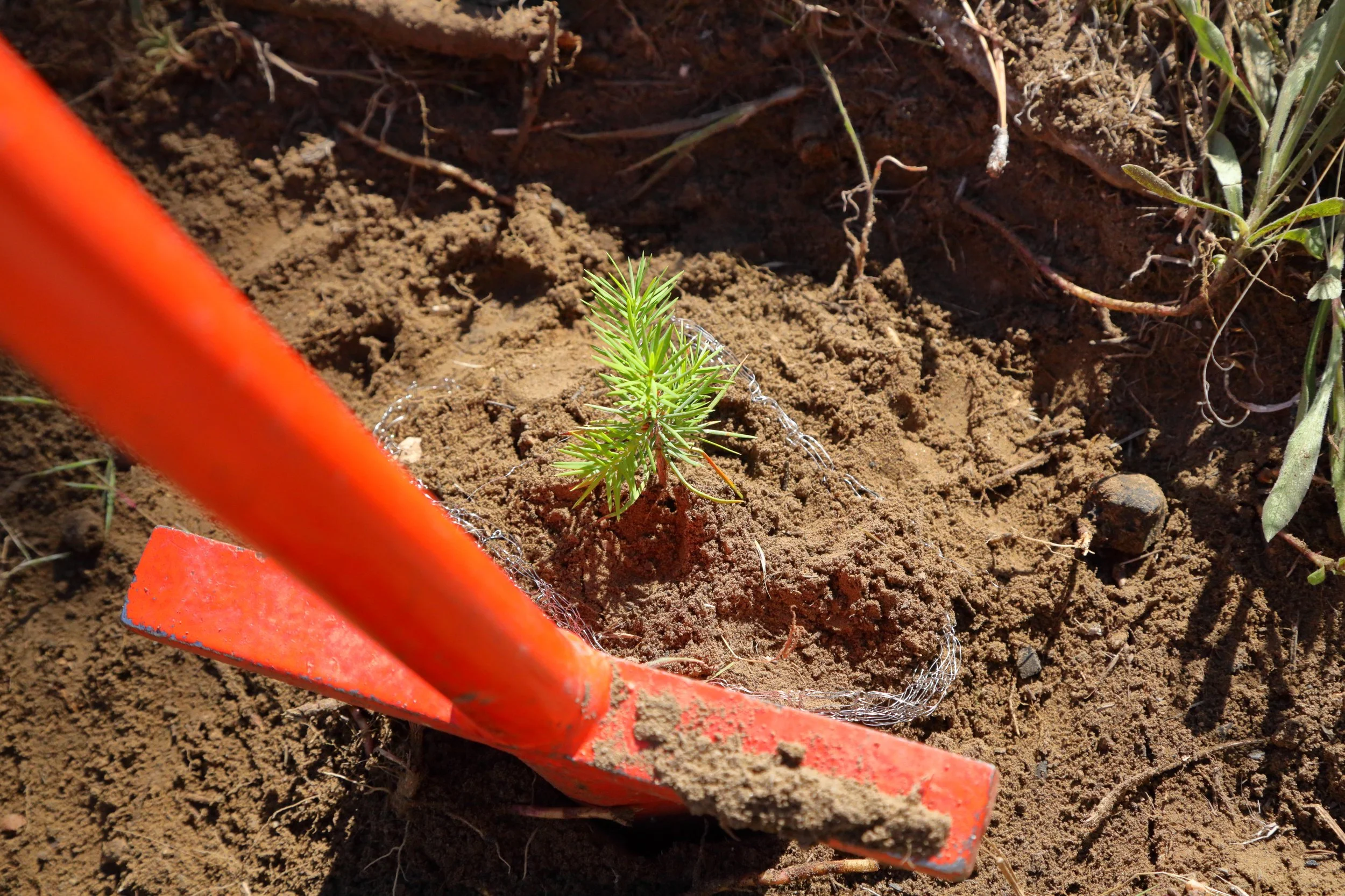 americorps_usfs_00256.JPG