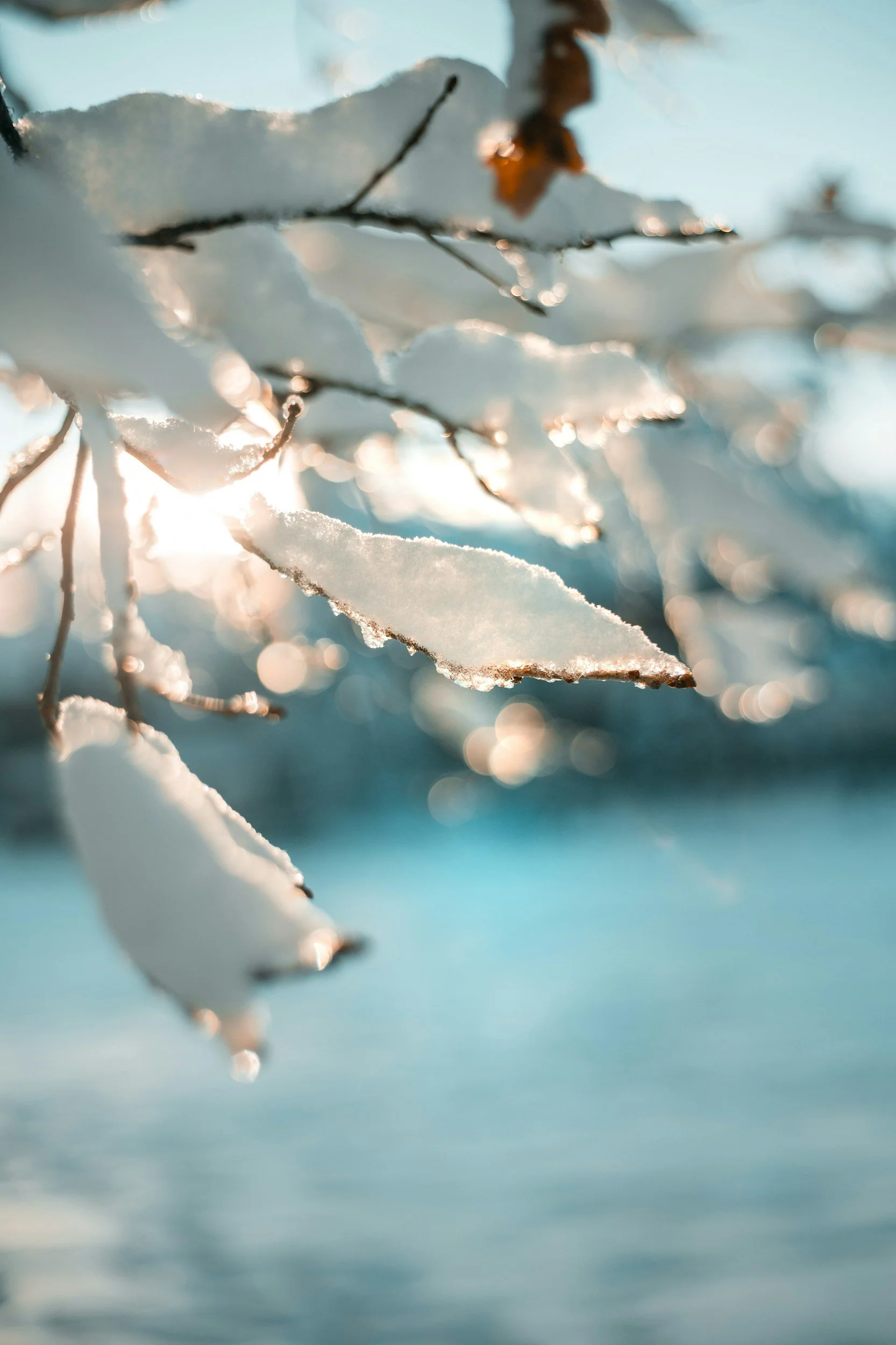 Apricity