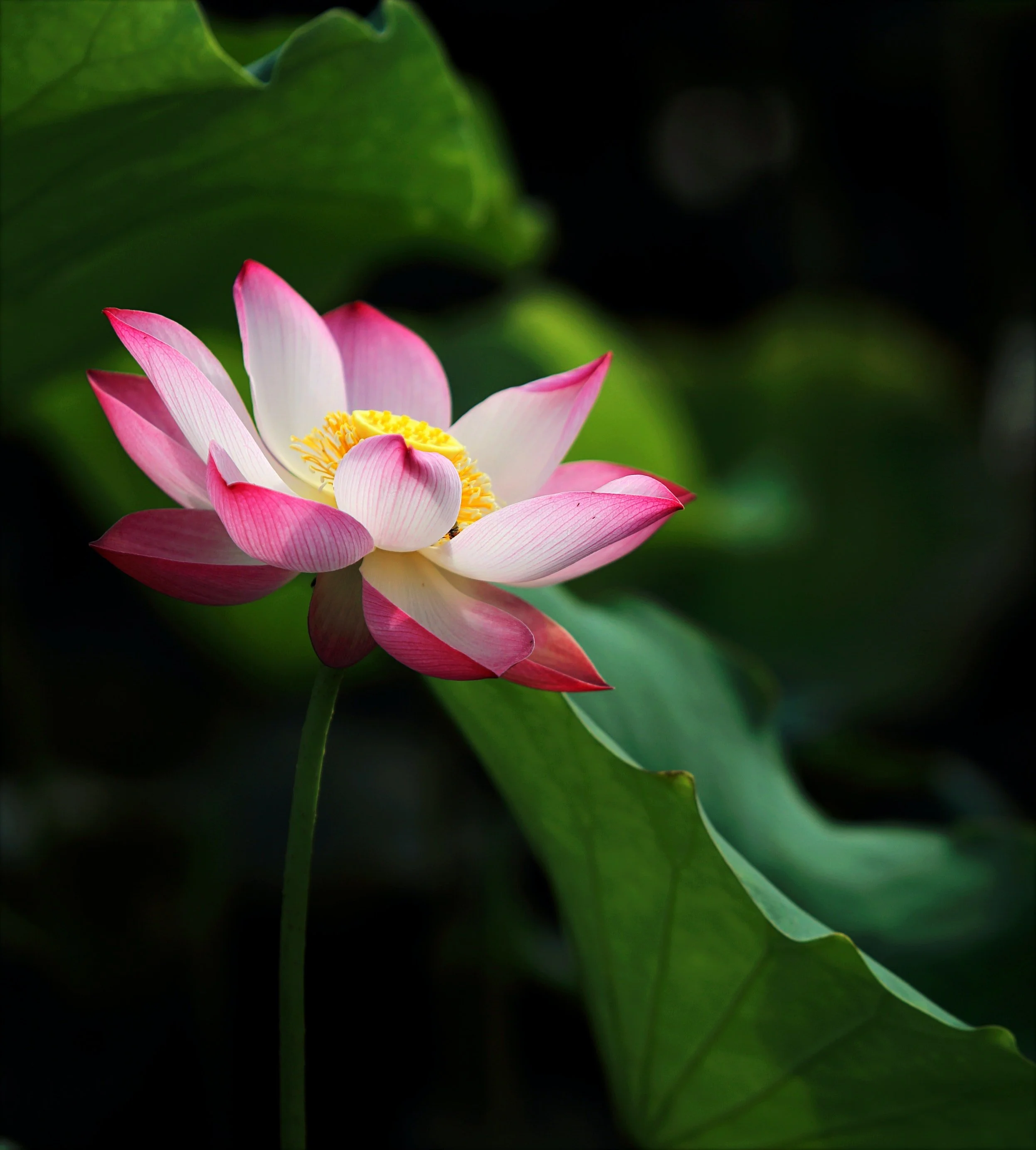 Clinical Hypnosis, NLP, + Ontological Coaching (3 Sessions)