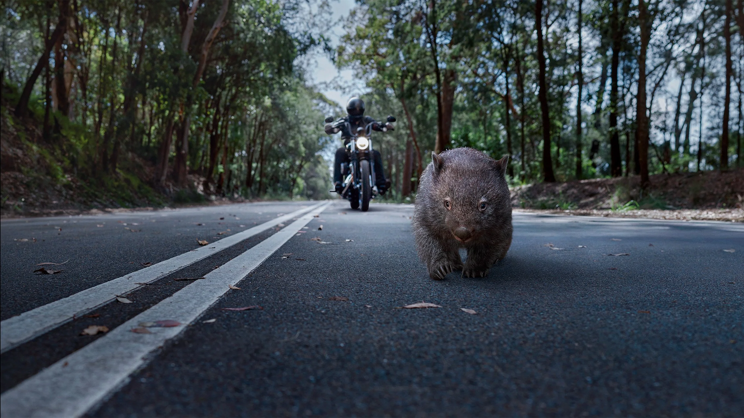 Transport NSW ‘Ride like everything's out to get you’