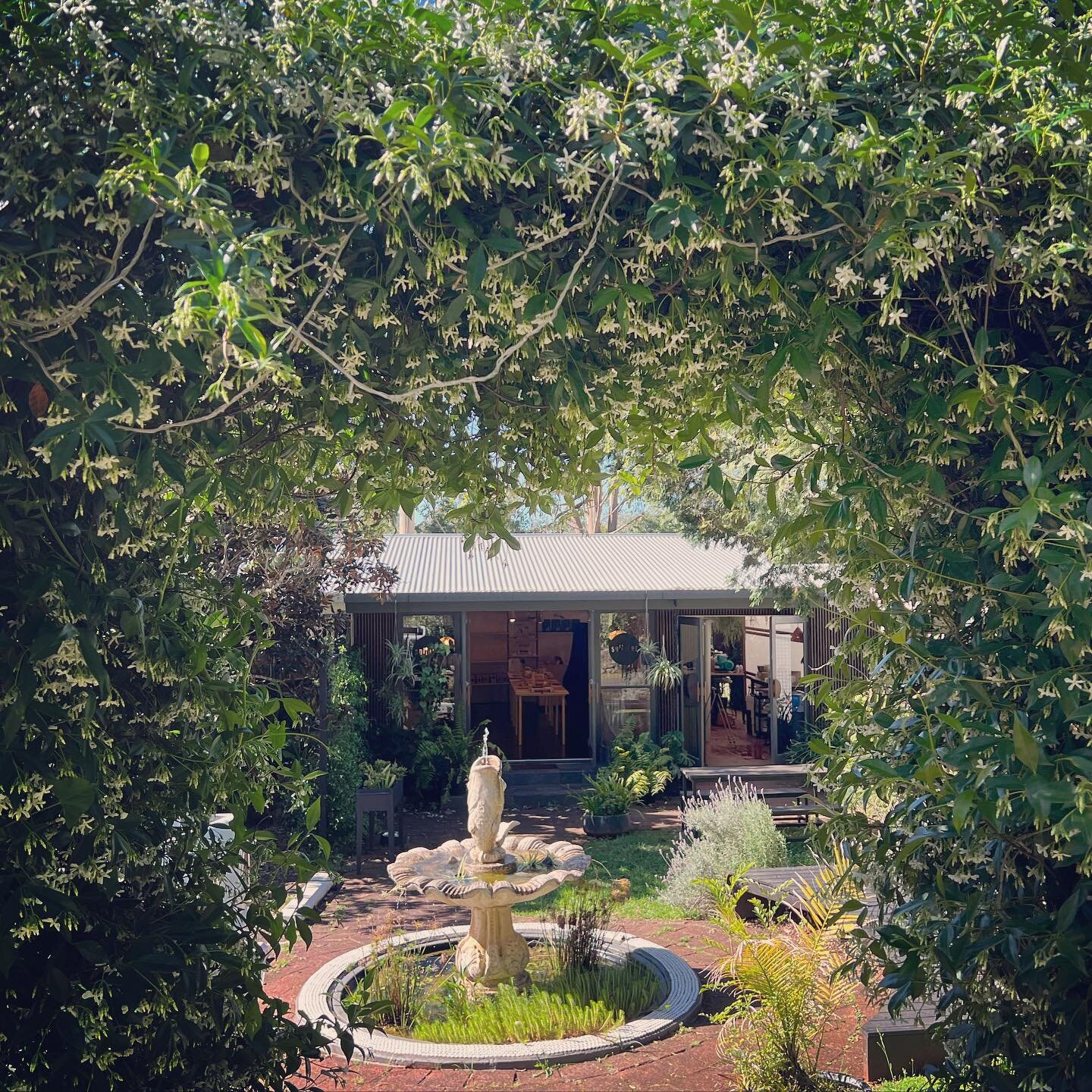 Jasmine in full bloom at splinter!
