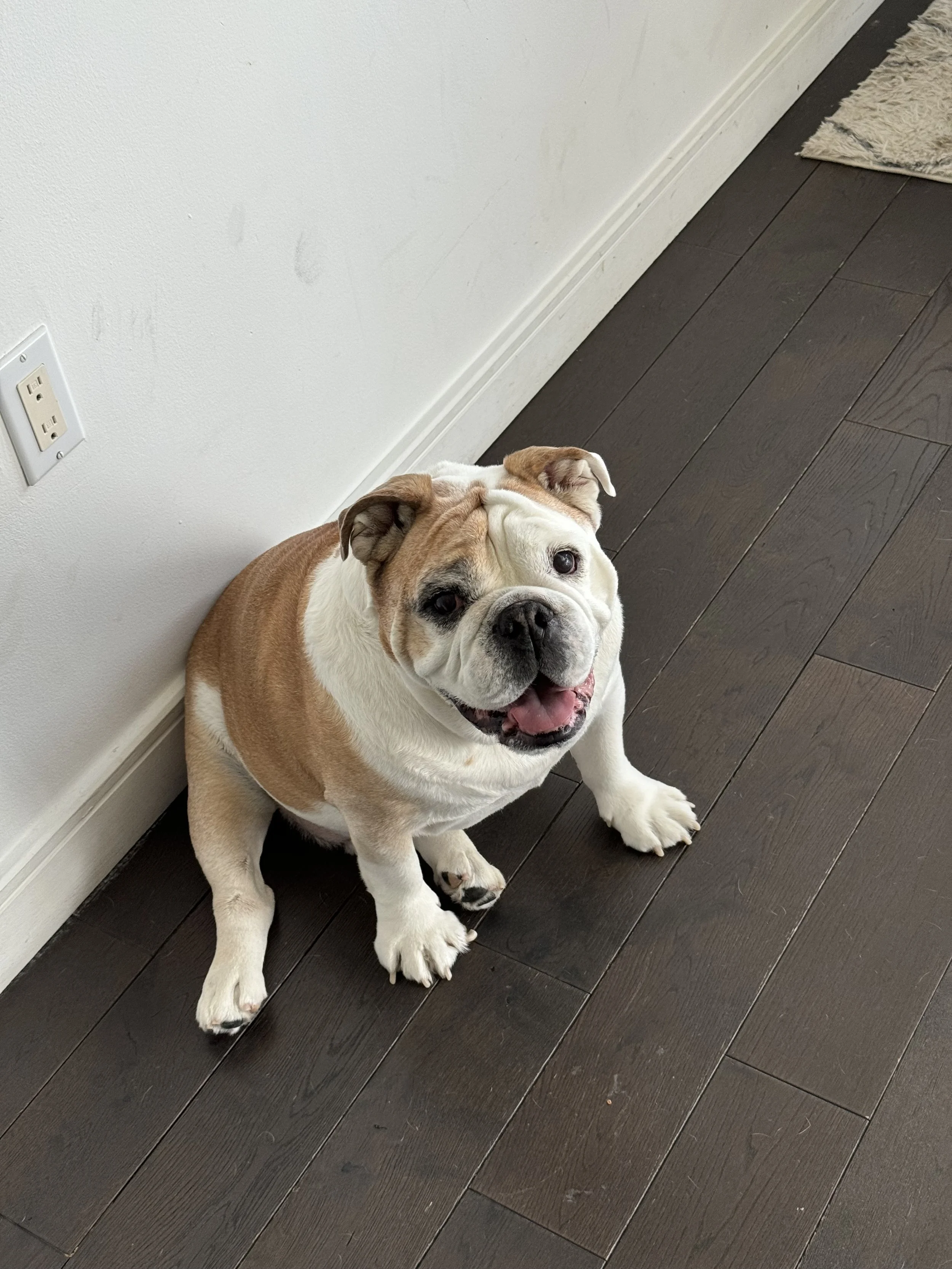 Leo bulldog.jpg
