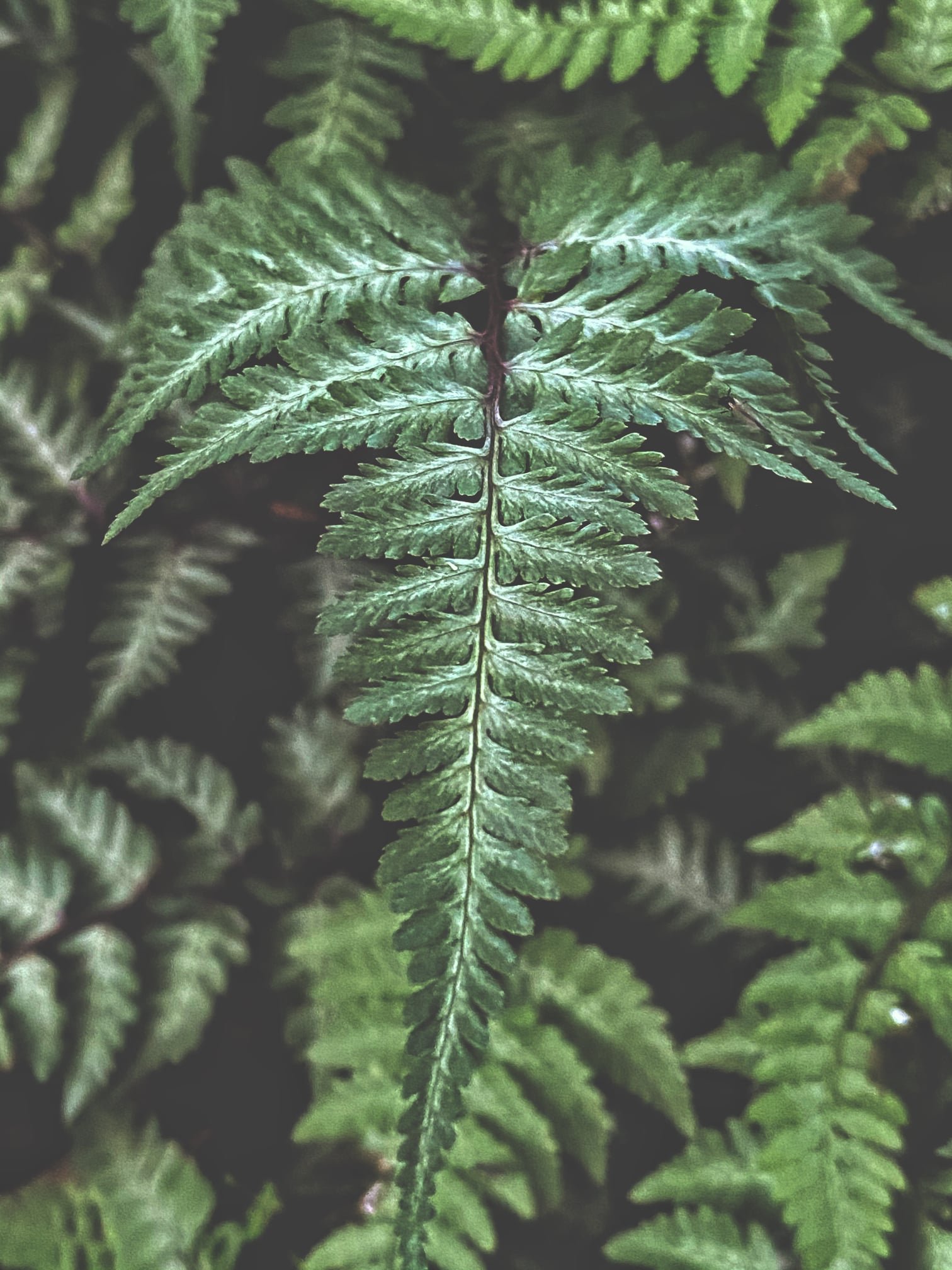 Jungle Fern