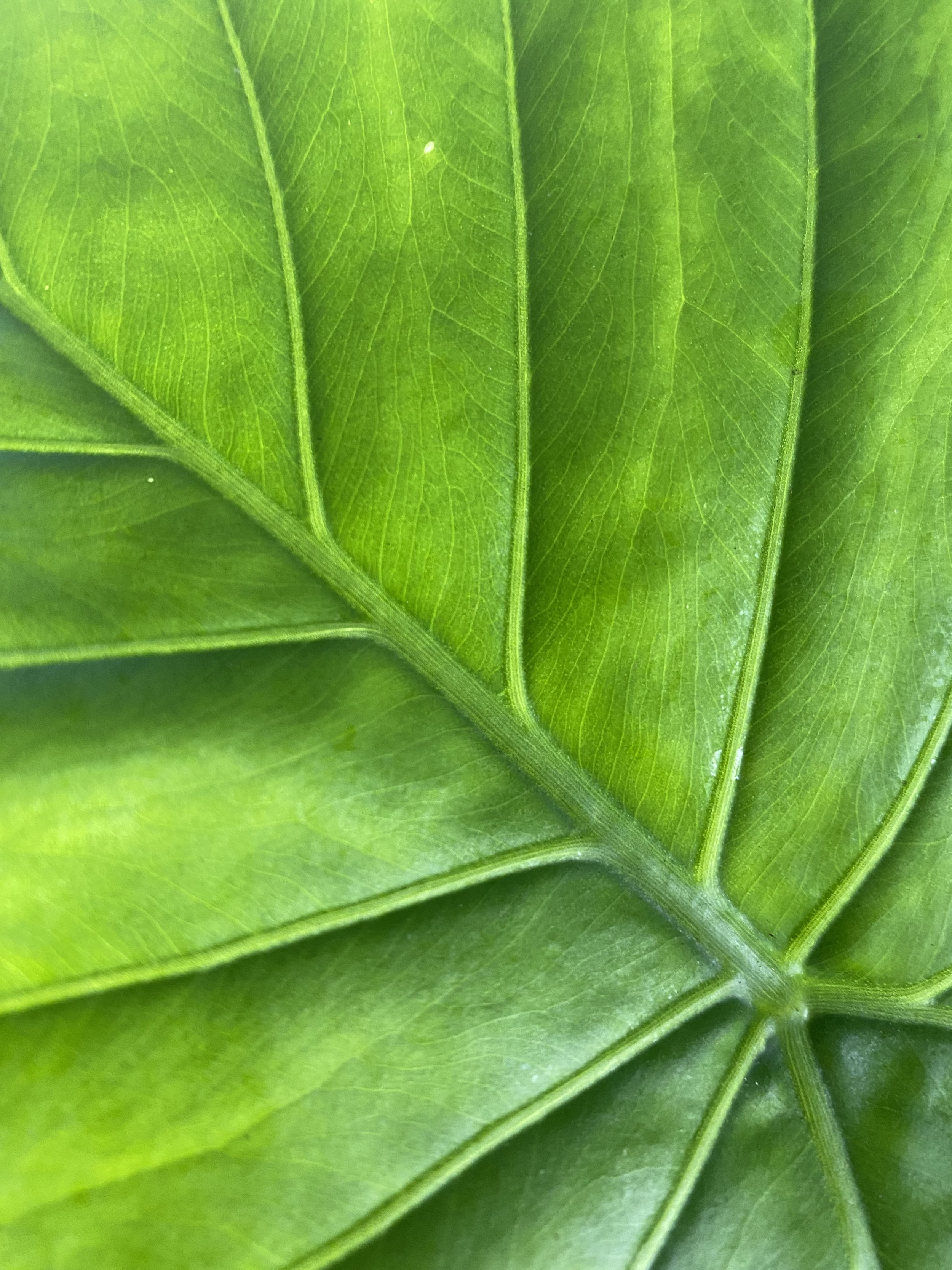 Jungle Leaf