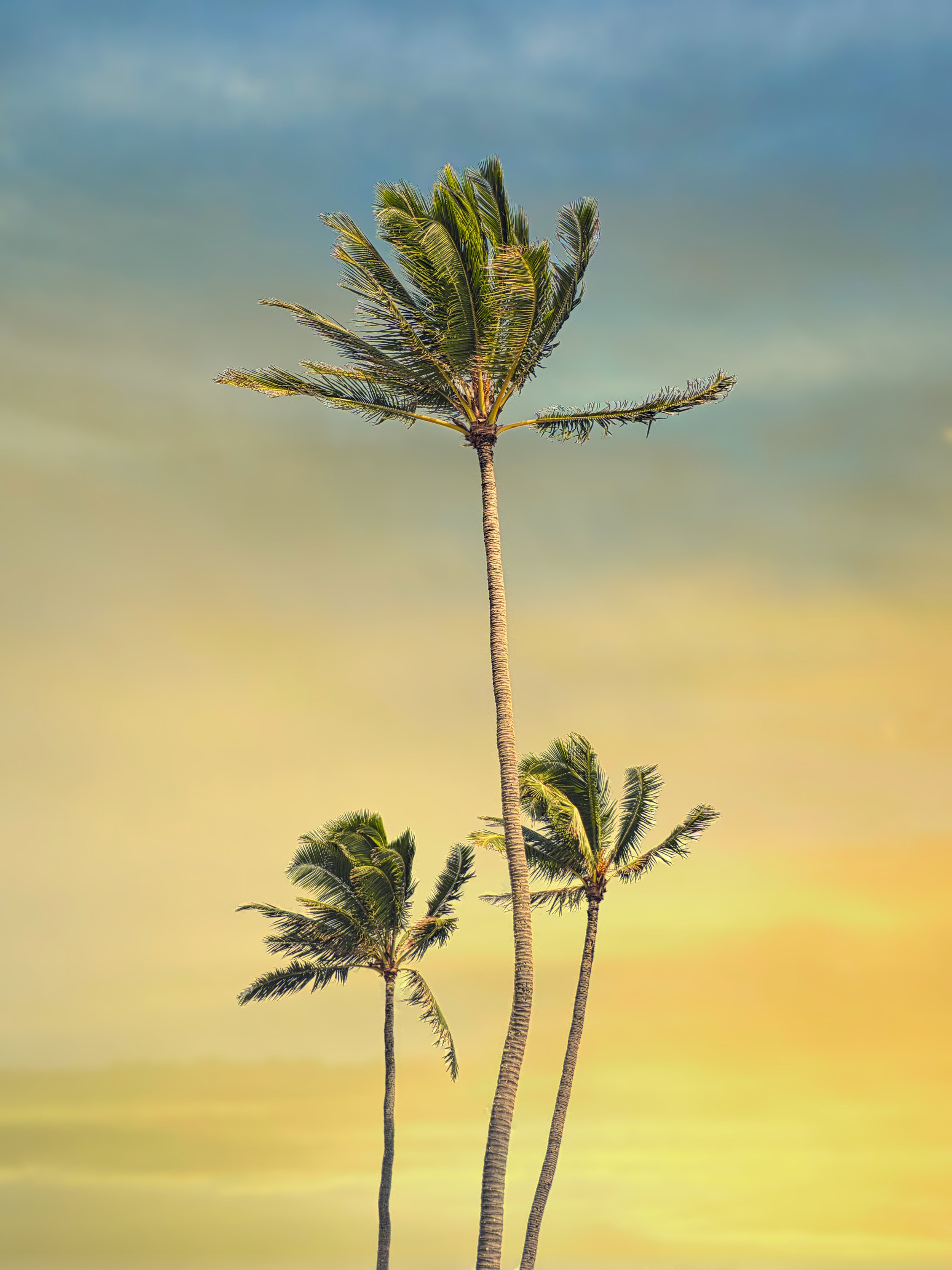 Tres Palms