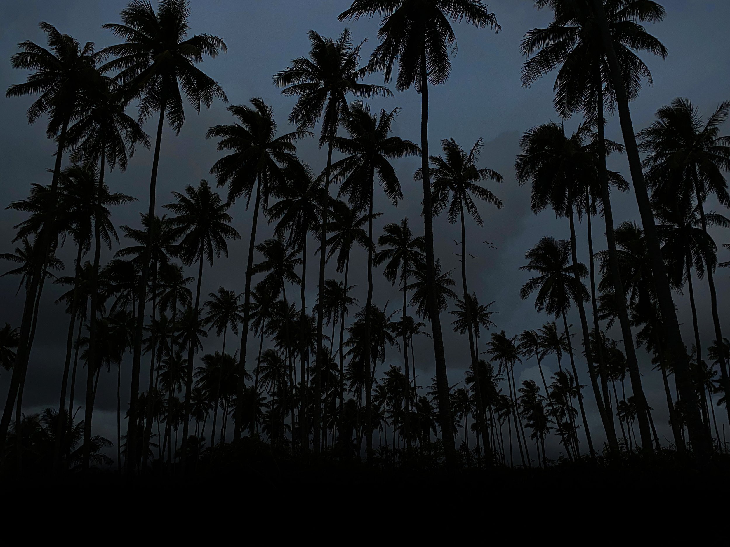 Dark Palms