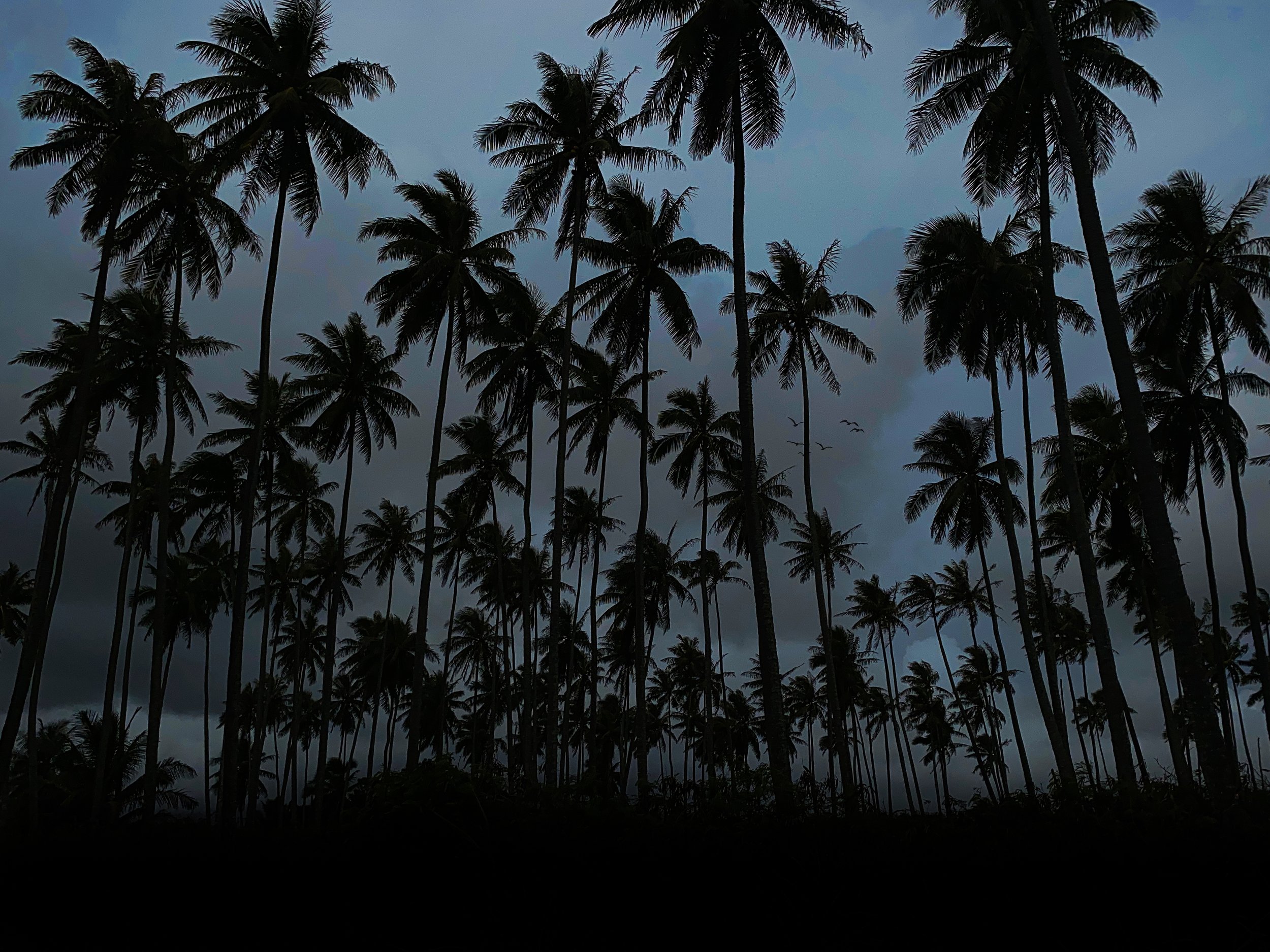 Dark Palms.jpeg