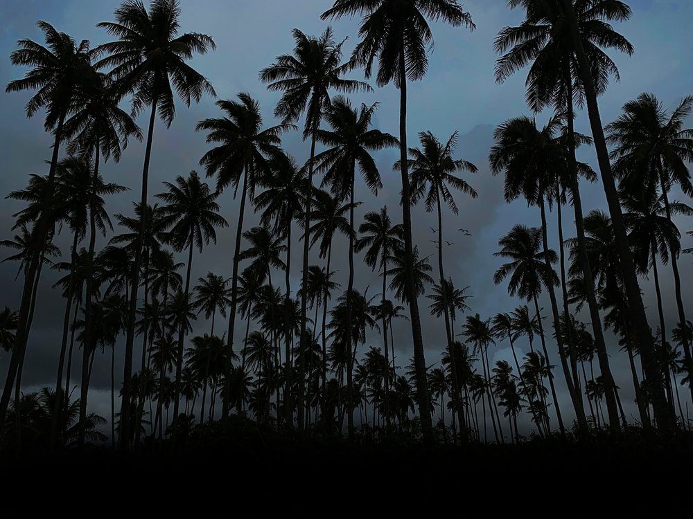 Dark Palms — Photo Art By Davo