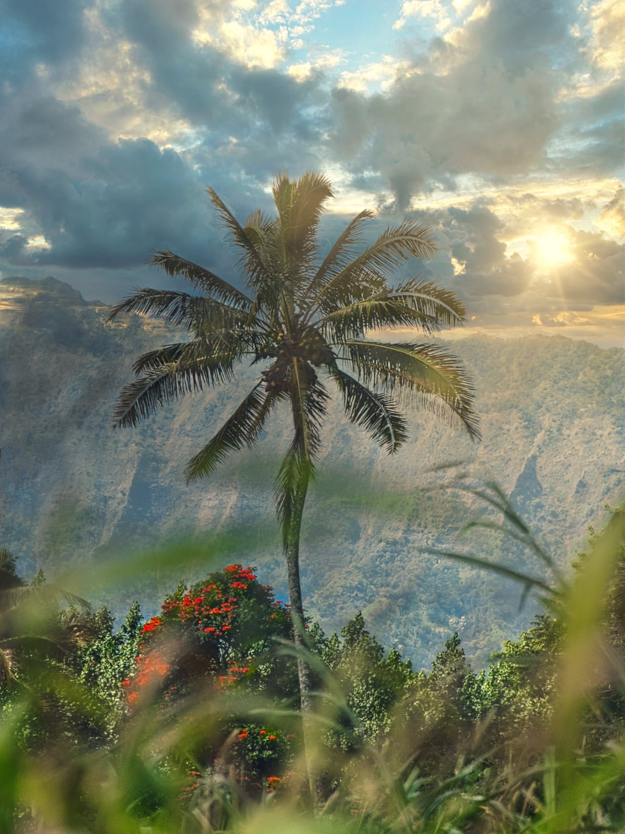 Kalalau Valley Palm