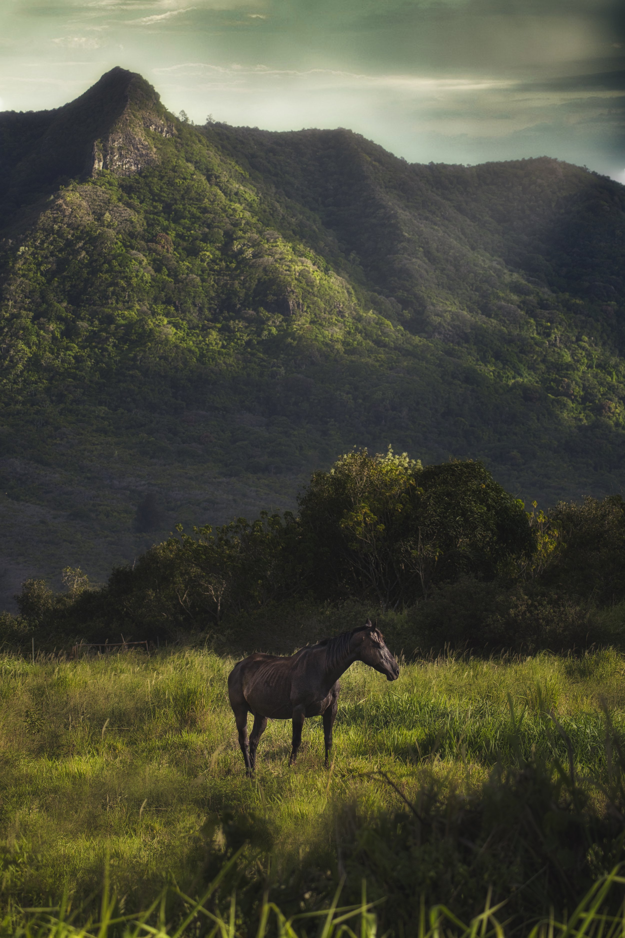 Dark Horse at Menehune