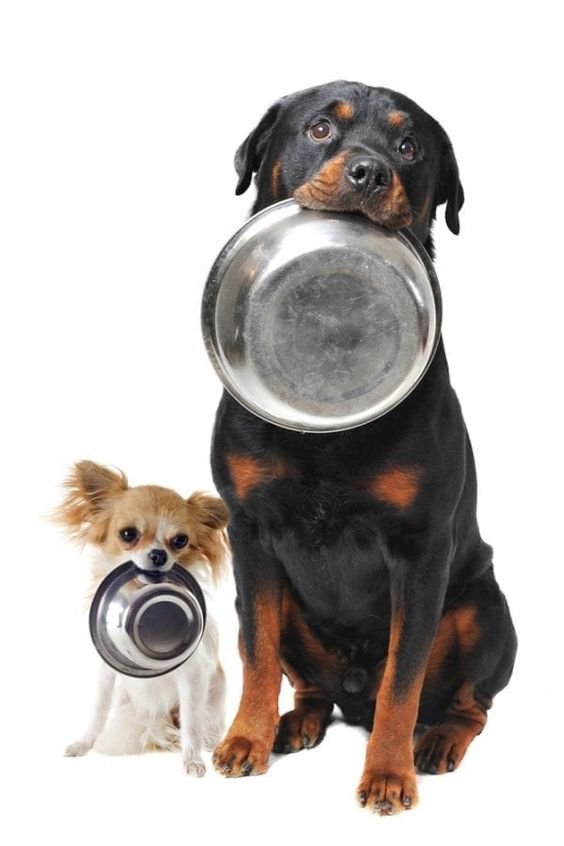 dog food.jpeg