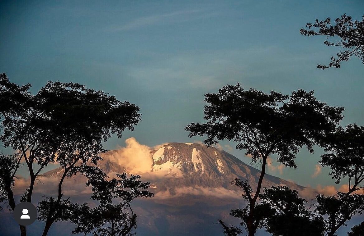 If views have anything to do with it, no wonder our coffee and macadamia nuts grow so well. Kilimanjaro towers over our farm in northern Tanzania, always a stunning sight #kilimanjaro #farming #nature #coffee #macadamianuts #sustainability #tanzania 