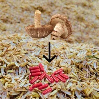 Rice Bran Arabinoxylan Compound: An Advance in Cancer 