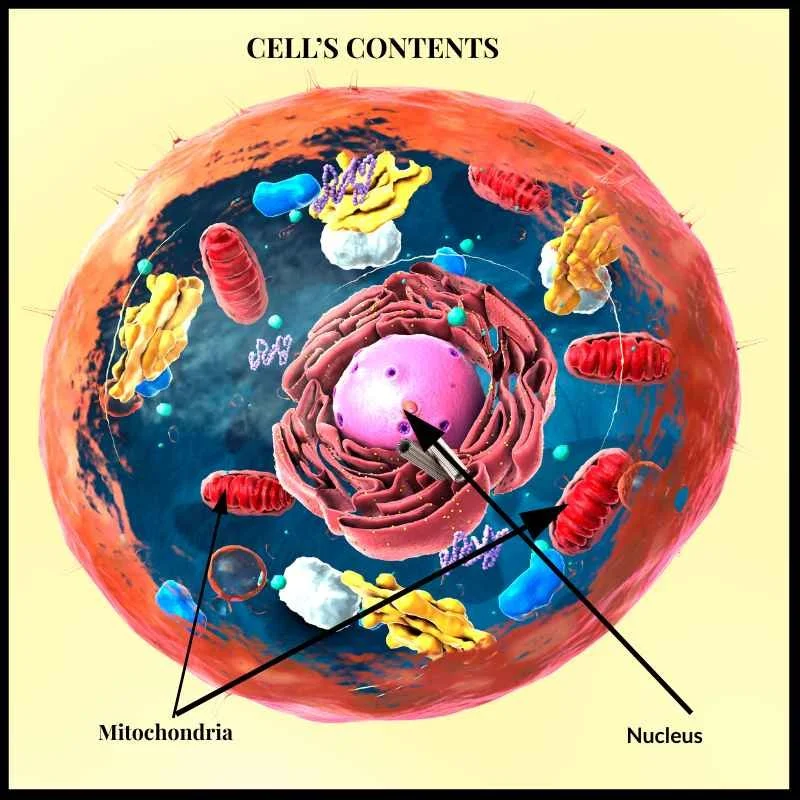 How do cancers start?