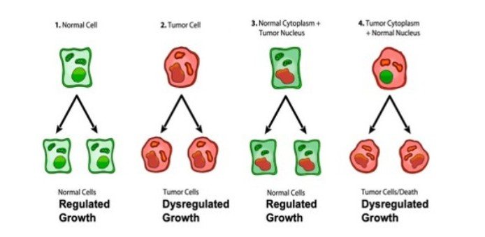 Healthy cell transplanted  with tumour nucleus and Tumour cell transplanted with normal nucleus