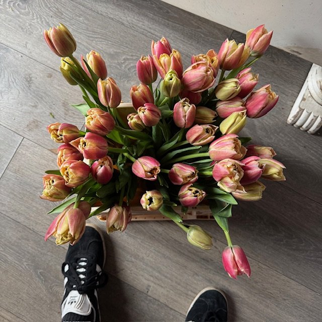 Tulip Bucket.jpg