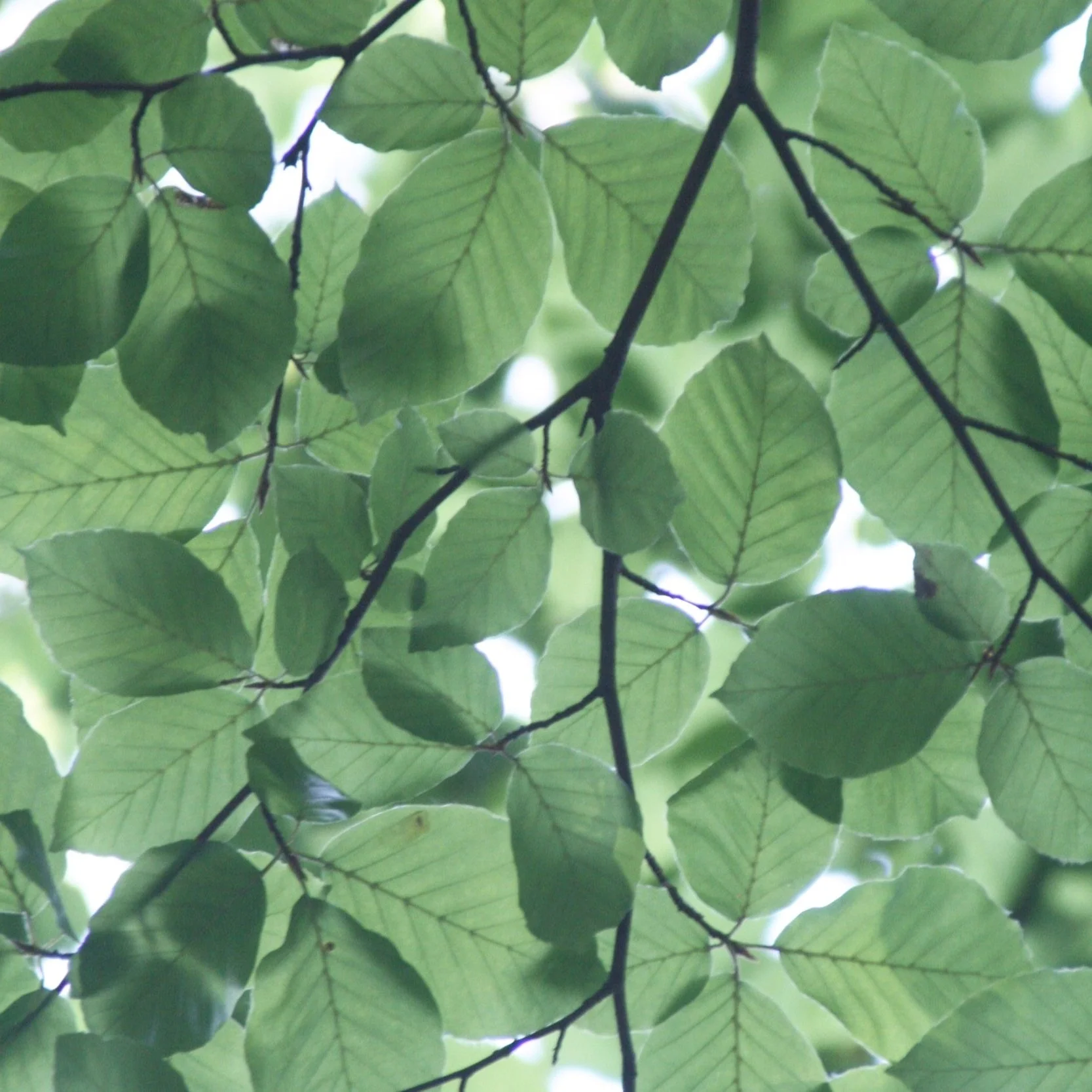 J.8/ Eating a Balanced Diet