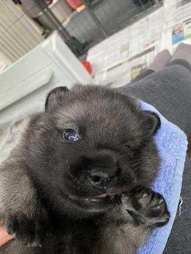 Cheeky_Pup_Treskha