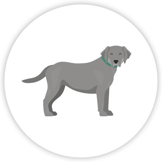 Illustration of a gray lab dog with a green collar