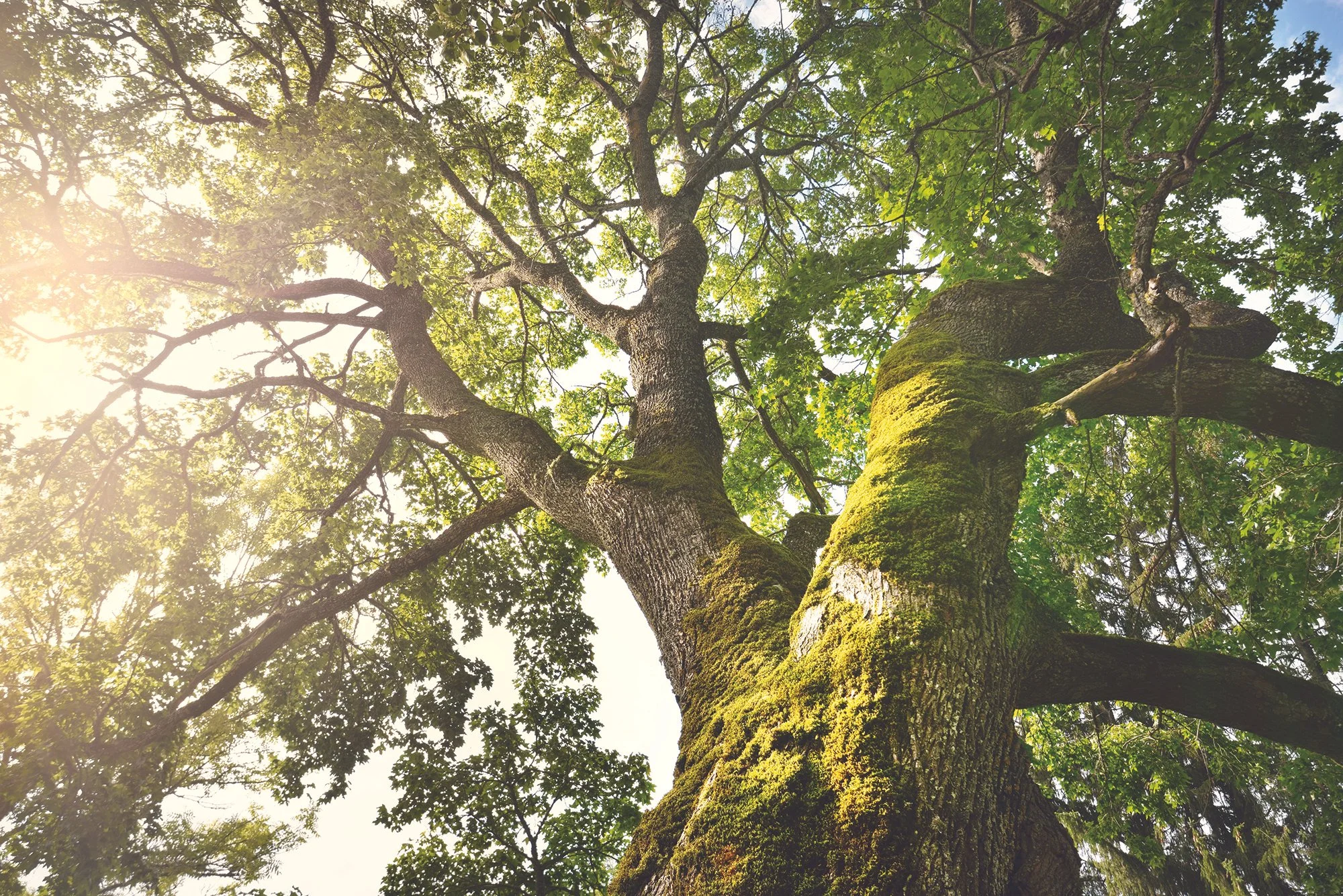 Grow Your Church’s Endowment: Building a Legacy for the Future