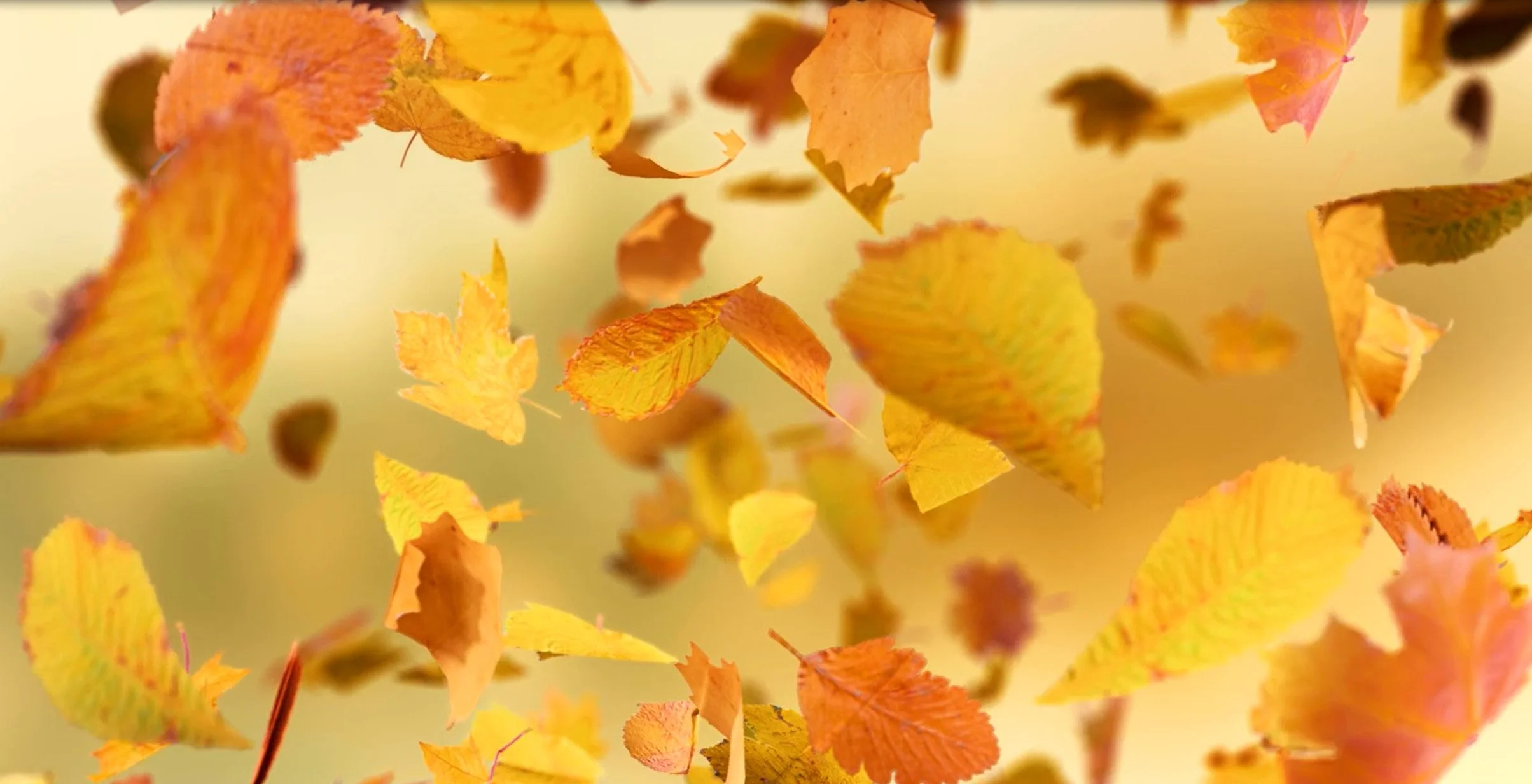 Fall Leaves ScreenShot.jpg