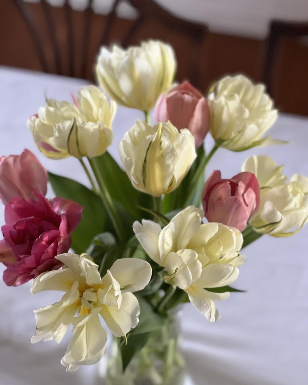 Lovely photos from a lovely sister in law! 💜

#flowers #kennewickwa #flowerart #tulips #exoticemporertulips #sisterinlawlove #heirloomnar #narcissus #narcissusflower