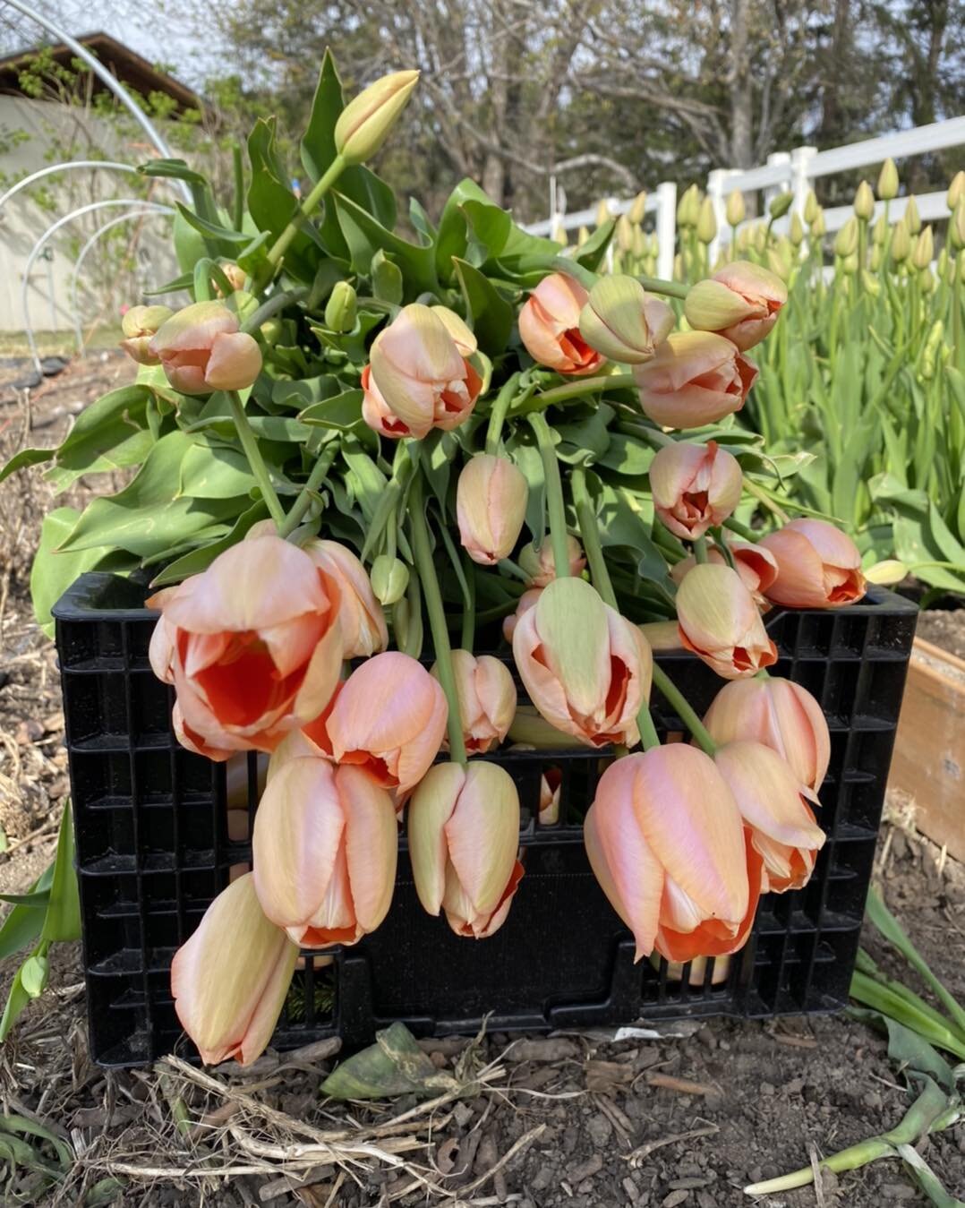 This mornings harvest! 🌷🌷🌷🌷

I have lovely tulip  bouquets. 
Message me and watch for my flower stand post this weekend. 

#localflowersforlocalpeople #flowersmakemehappy #flowersforyou #flowercart #flowergarden #tulip #localflowers #localfreshfl