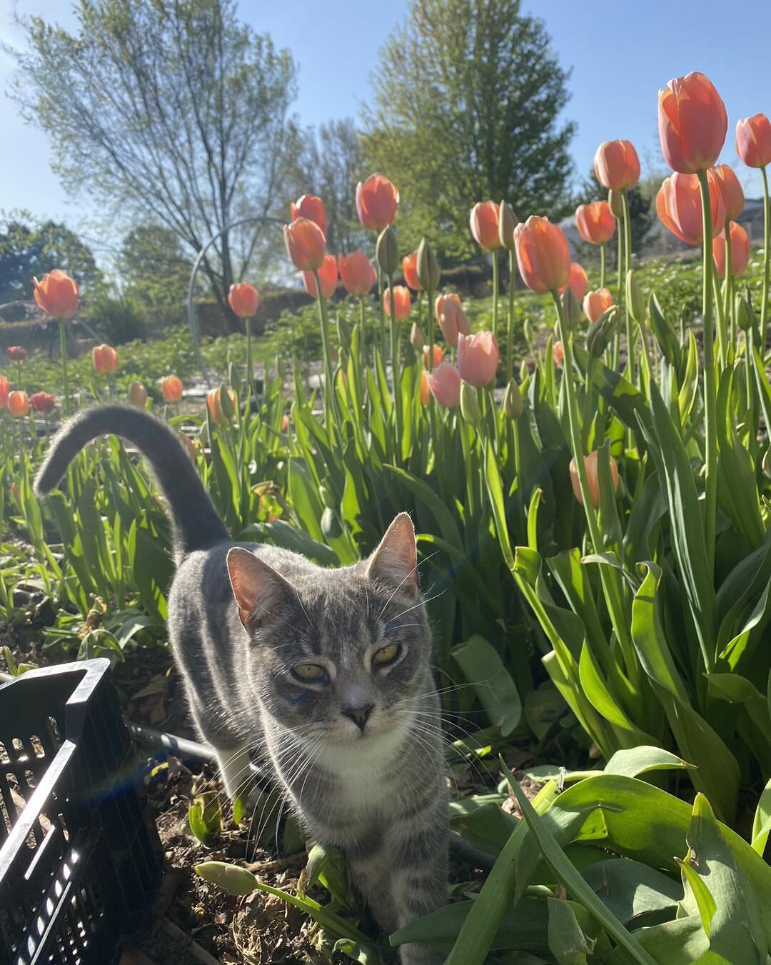 Ceecee 🐱 is helping me harvest tulips 💐 

#theflowercart #localfreshflowers #kennewickflowers #tulips #tulips #localflowers  #catsofinstagram #farmcat #catscatscats #tulipslover