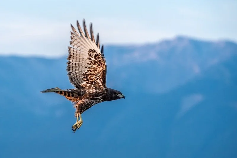 hawk in flight copy.jpg