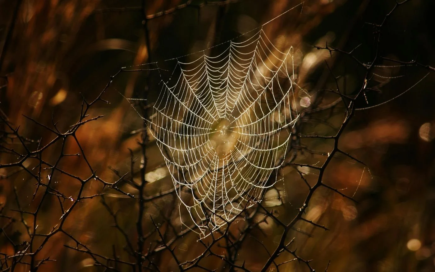 Egregores &amp; Larvae: How Amenta Programs the Mind to Feed the Grid