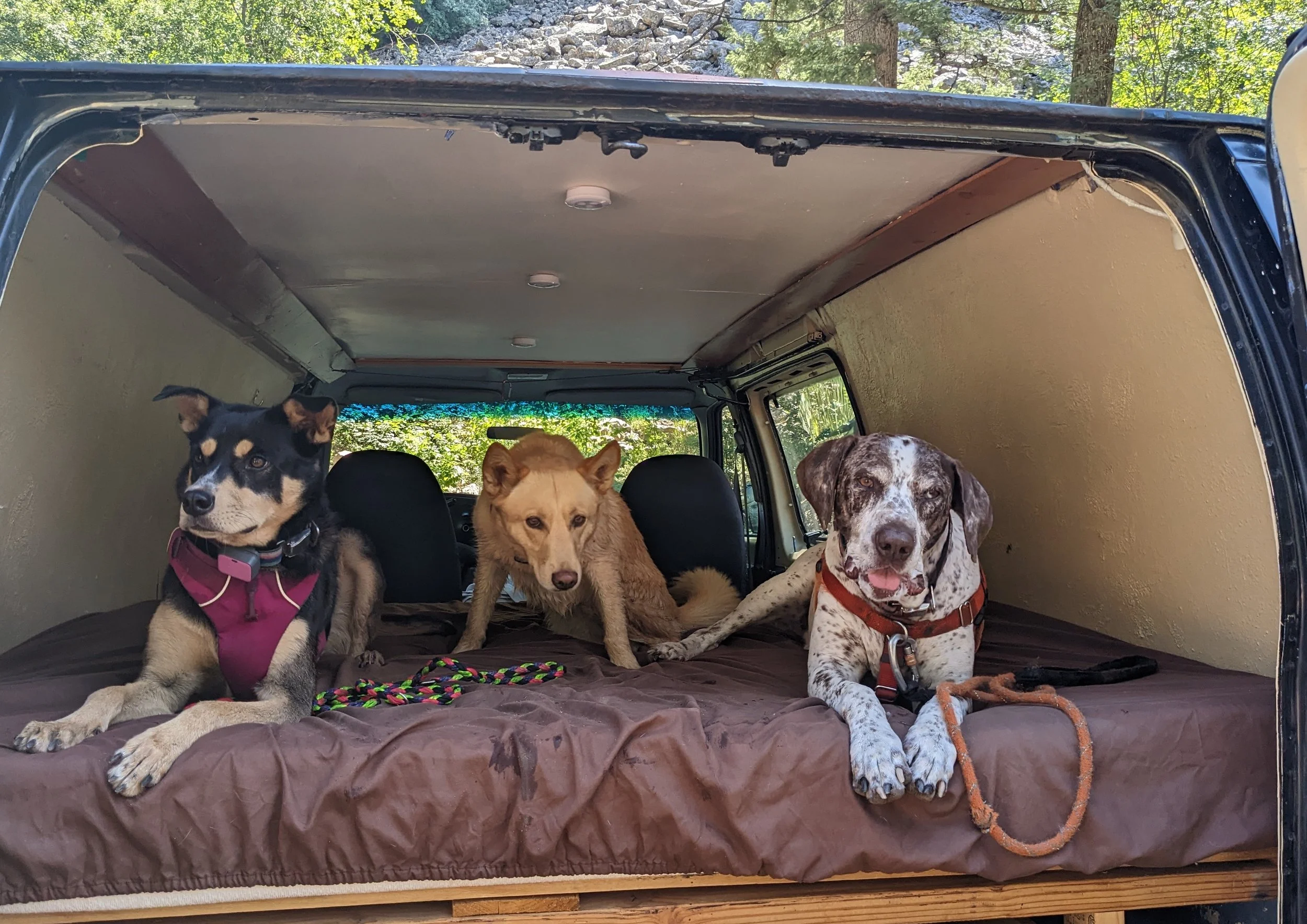 Services for dogs — Compassion on Cue