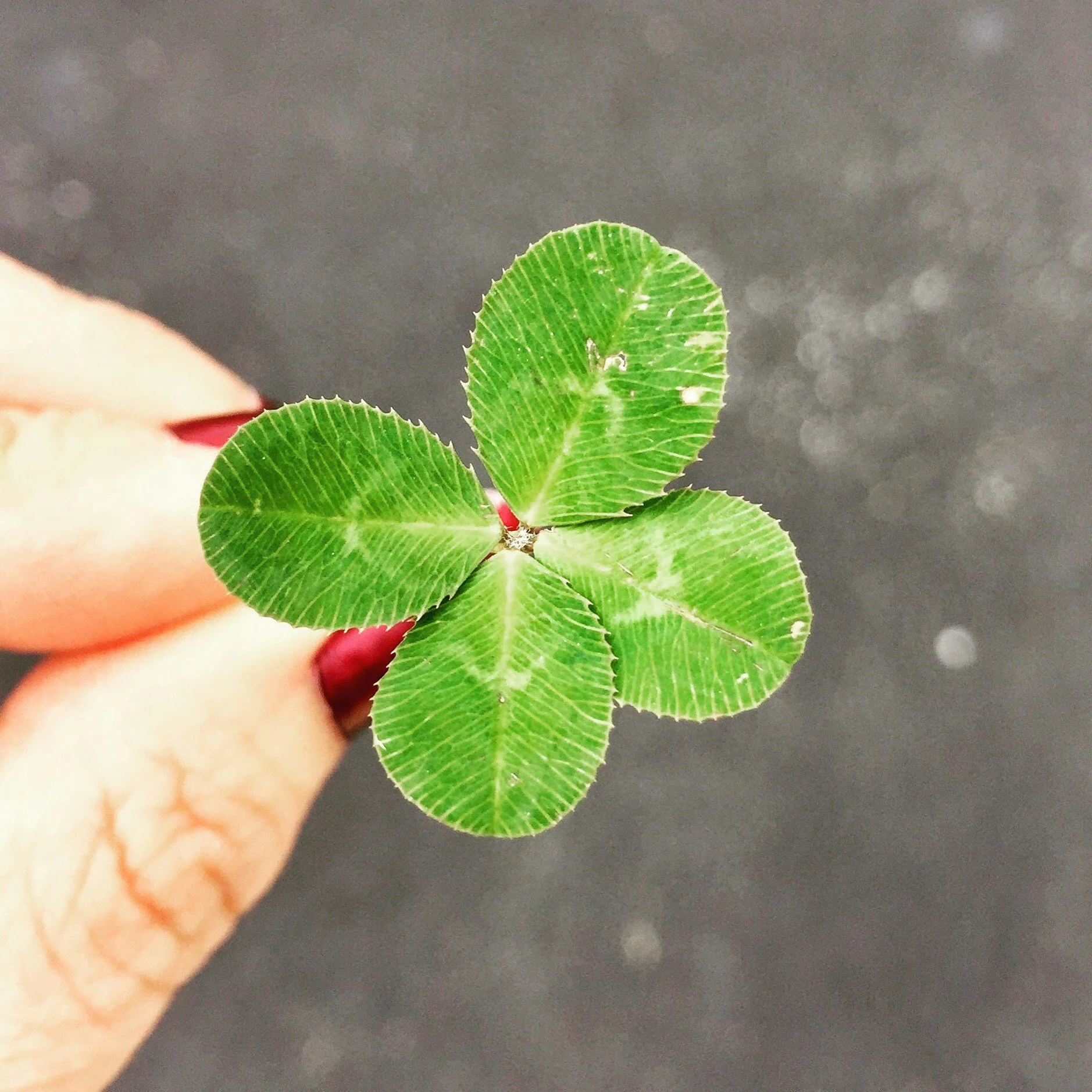 Manifest Your Fortune: How to Leverage the Law of Attraction This St. Patrick’s Day