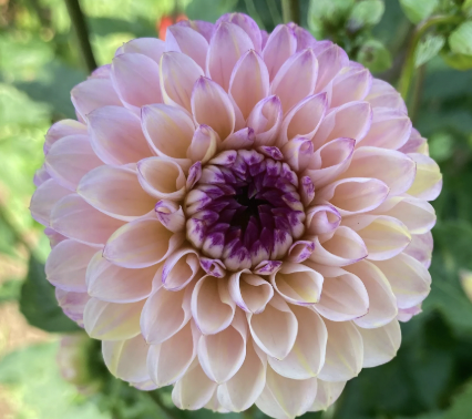 Wine Eyed Jill Dahlia Tuber