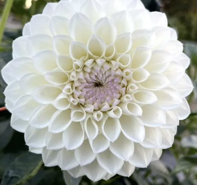 Amour Dahlia Tuber
