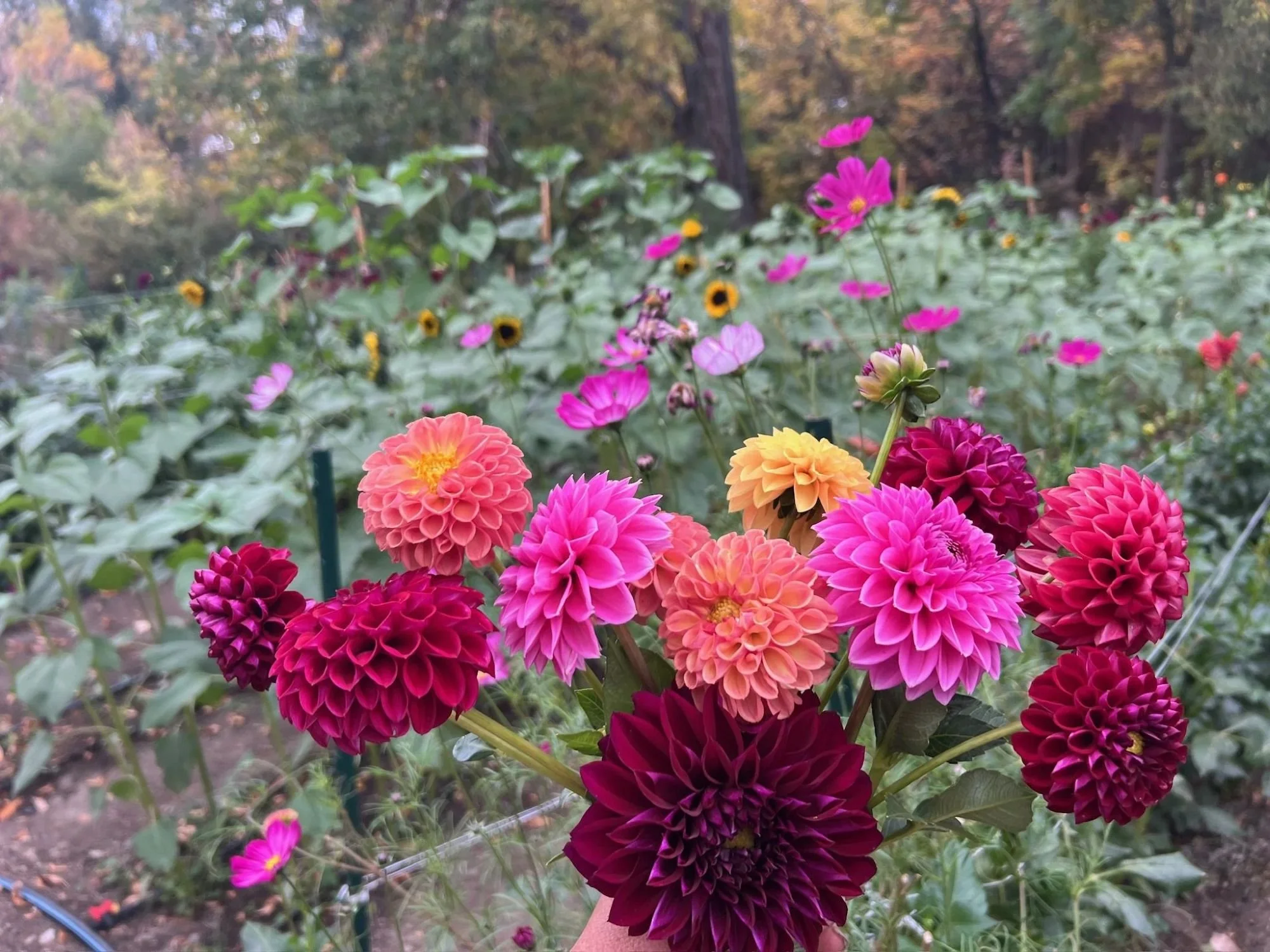 Pink, red, and orange dahlias blooming in a dahlia field.