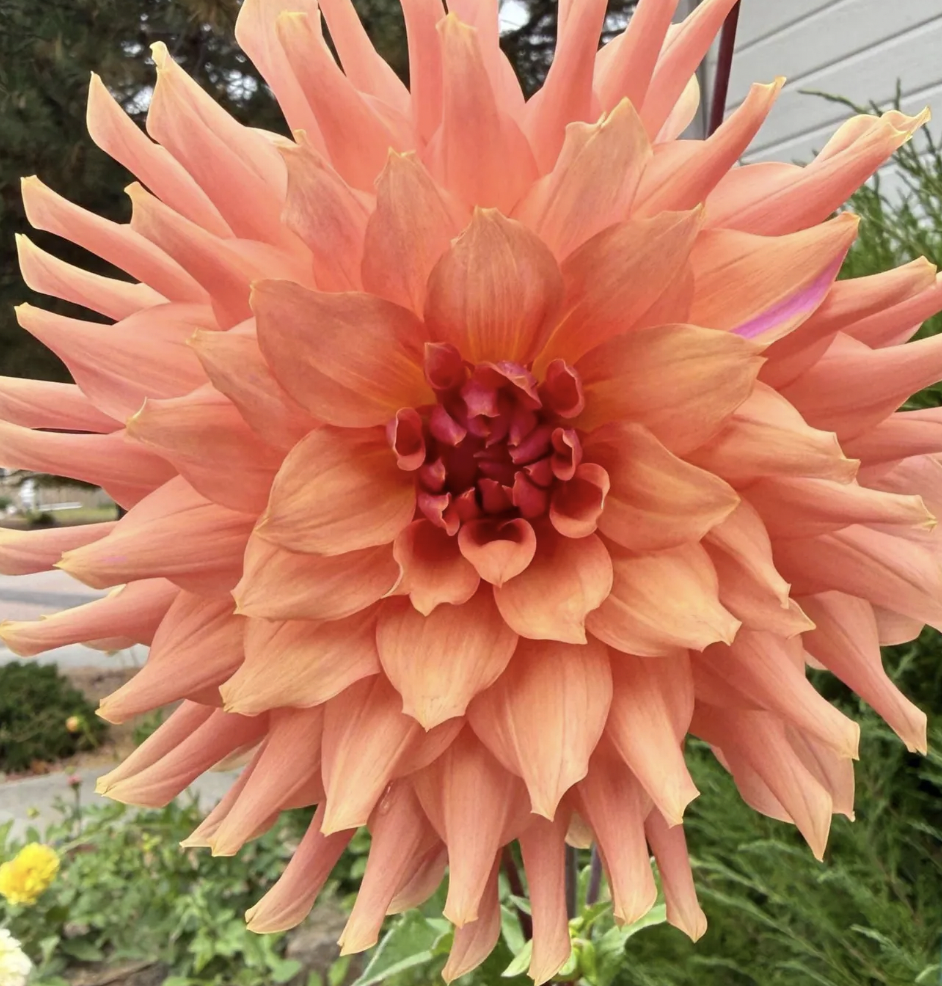 Terracotta Dahlia Tuber